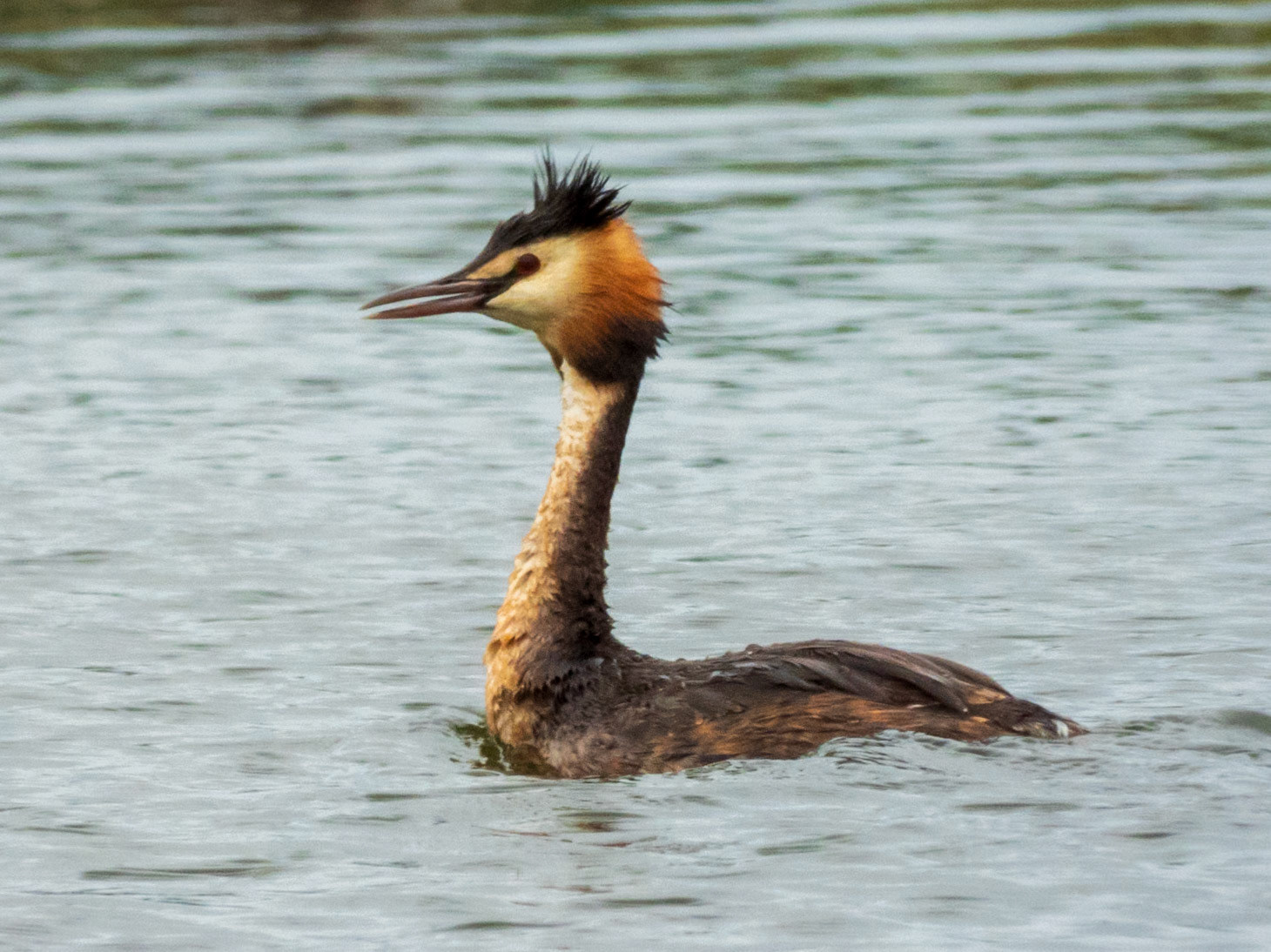 Great Crested Grebe, Conwy RSPB Reserve