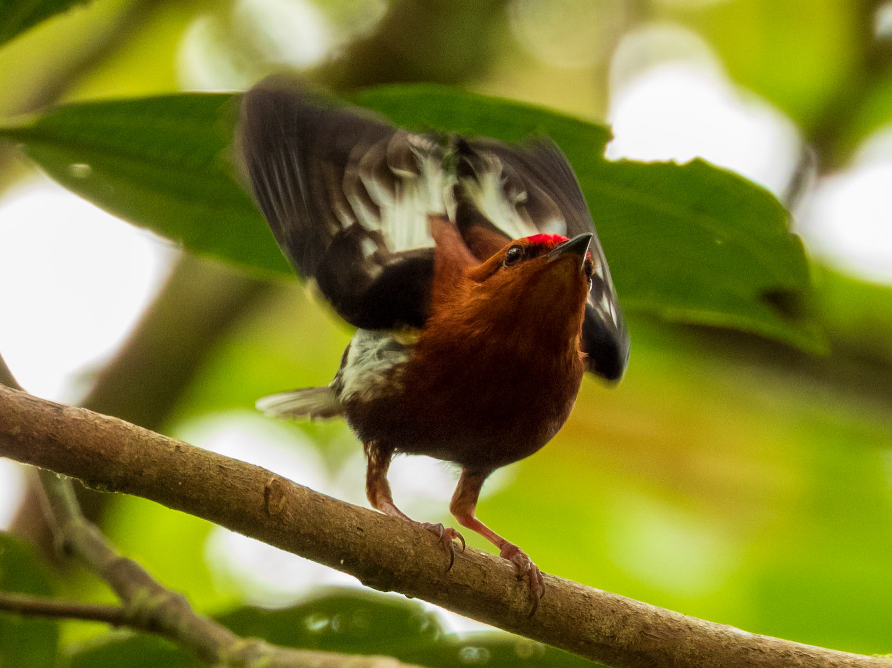 Club-winged Manakin, Bird's Home Mistrató