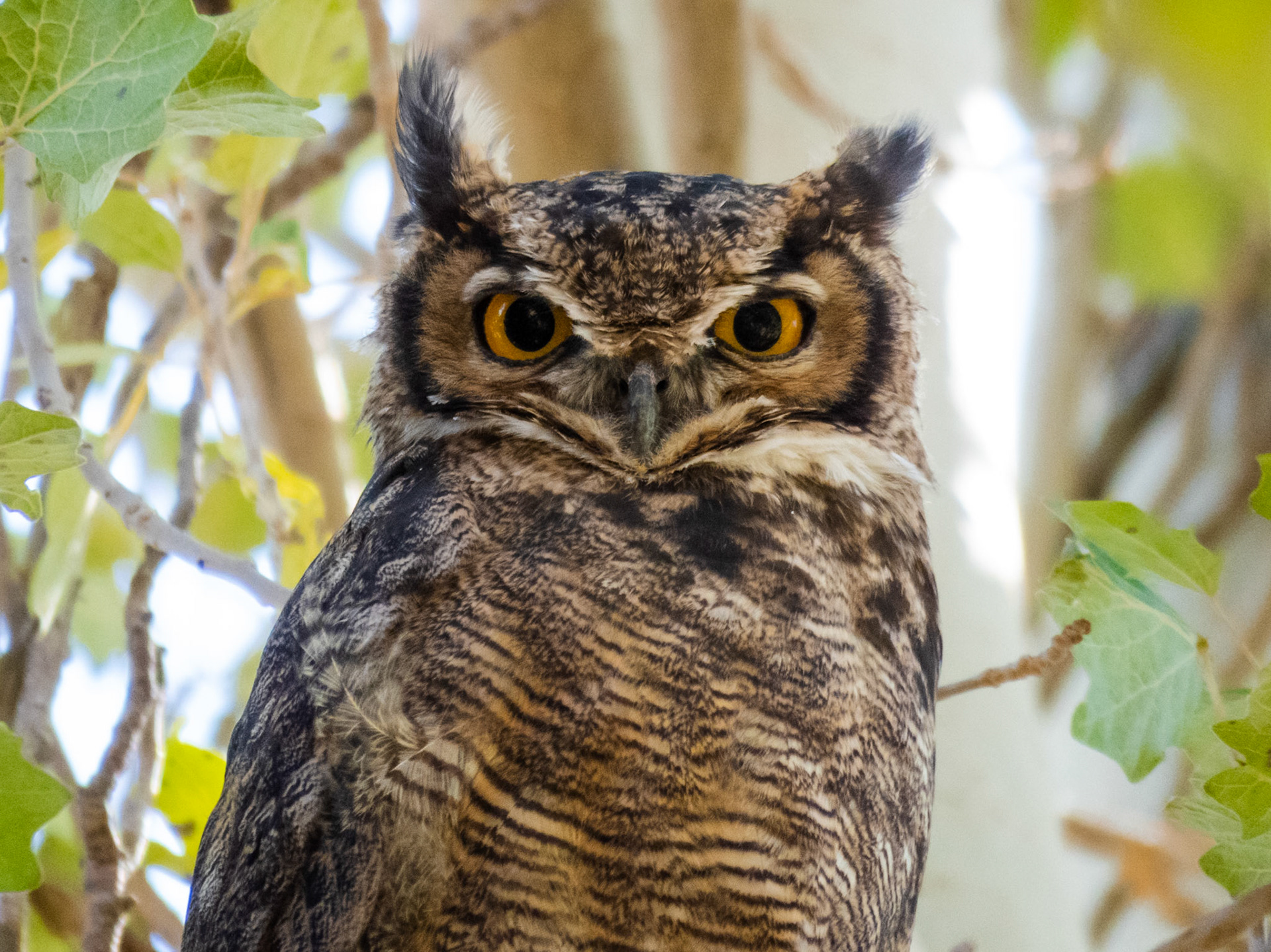 Lesser Horned Owl, Farellones