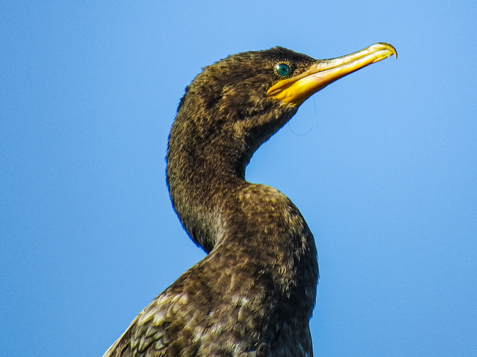 Neotropic Cormorant, Colonia Carlos Pellegrini