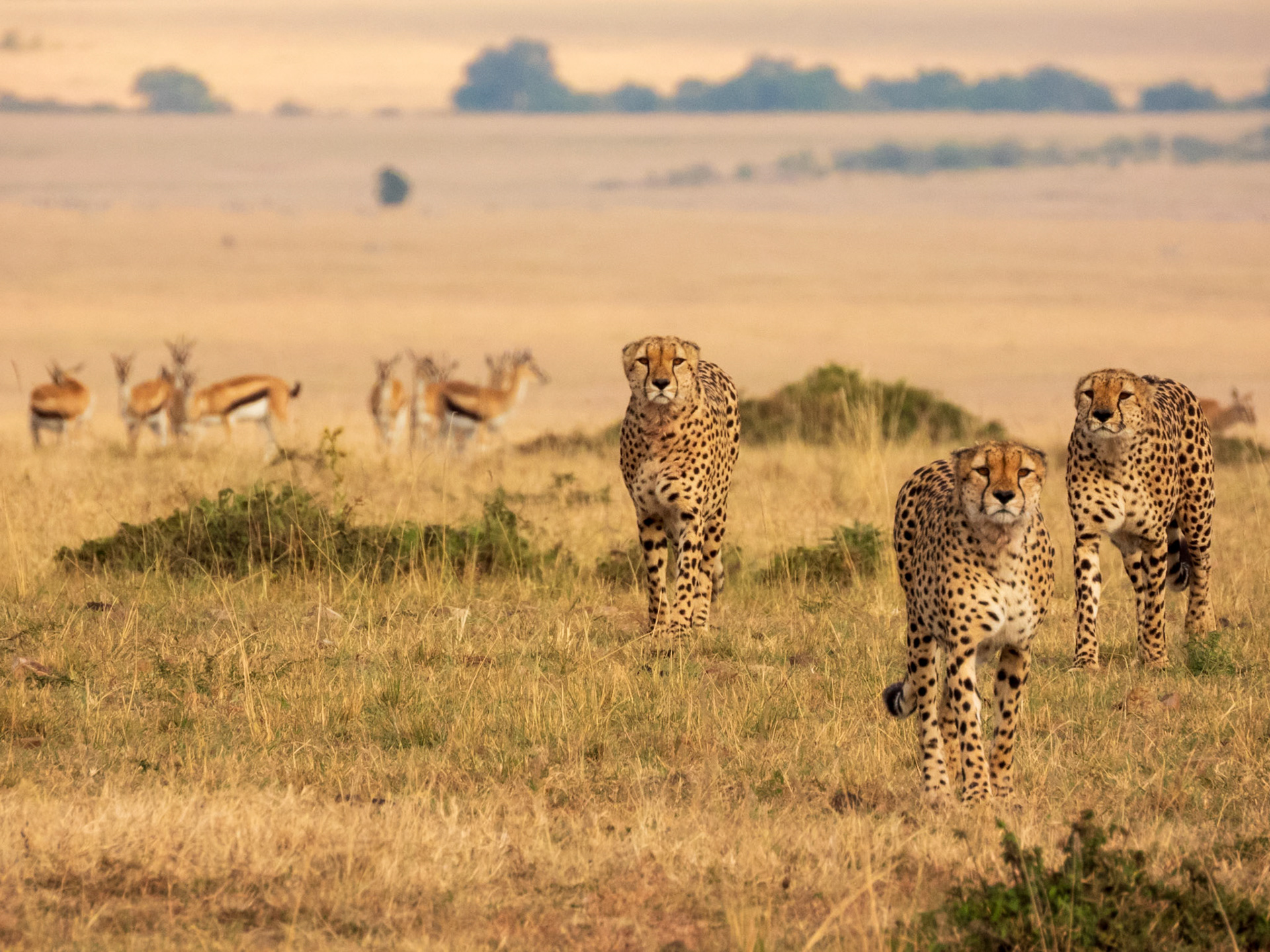 Cheetah, Melting Bush Camp