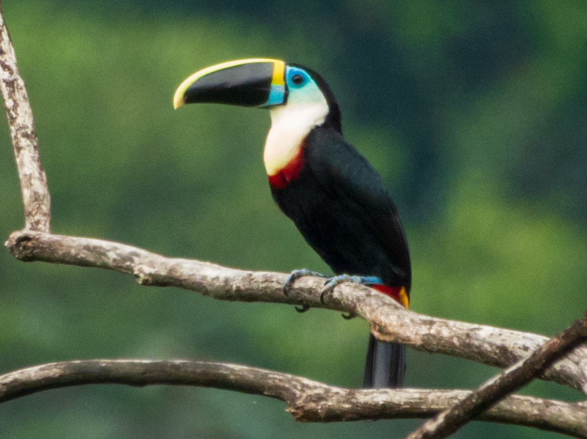 Channel-billed Toucan, Harpy Eagle Reserve