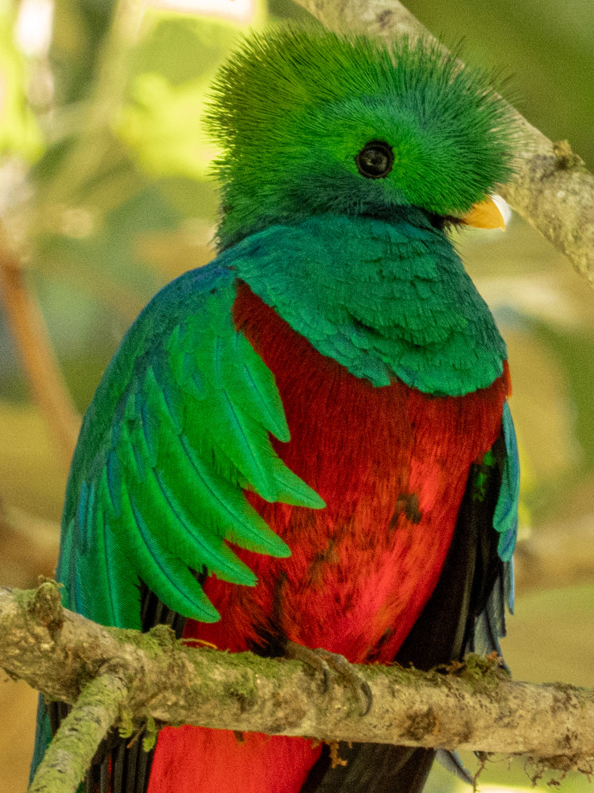 Resplendent Quetzal, Sendero Los Quetzales