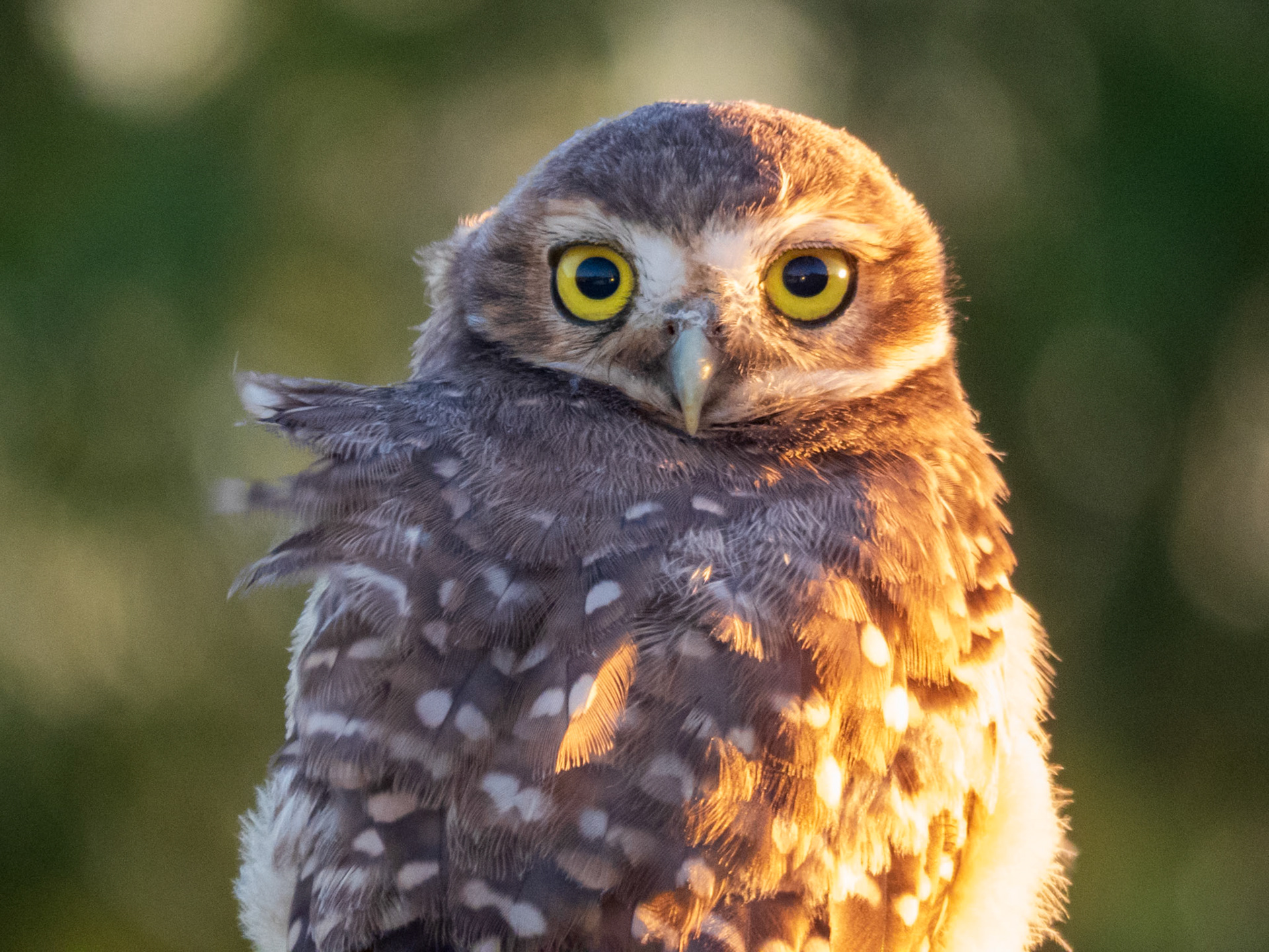 Burrowing Owl, Parque Nacional Río Pilcomayo