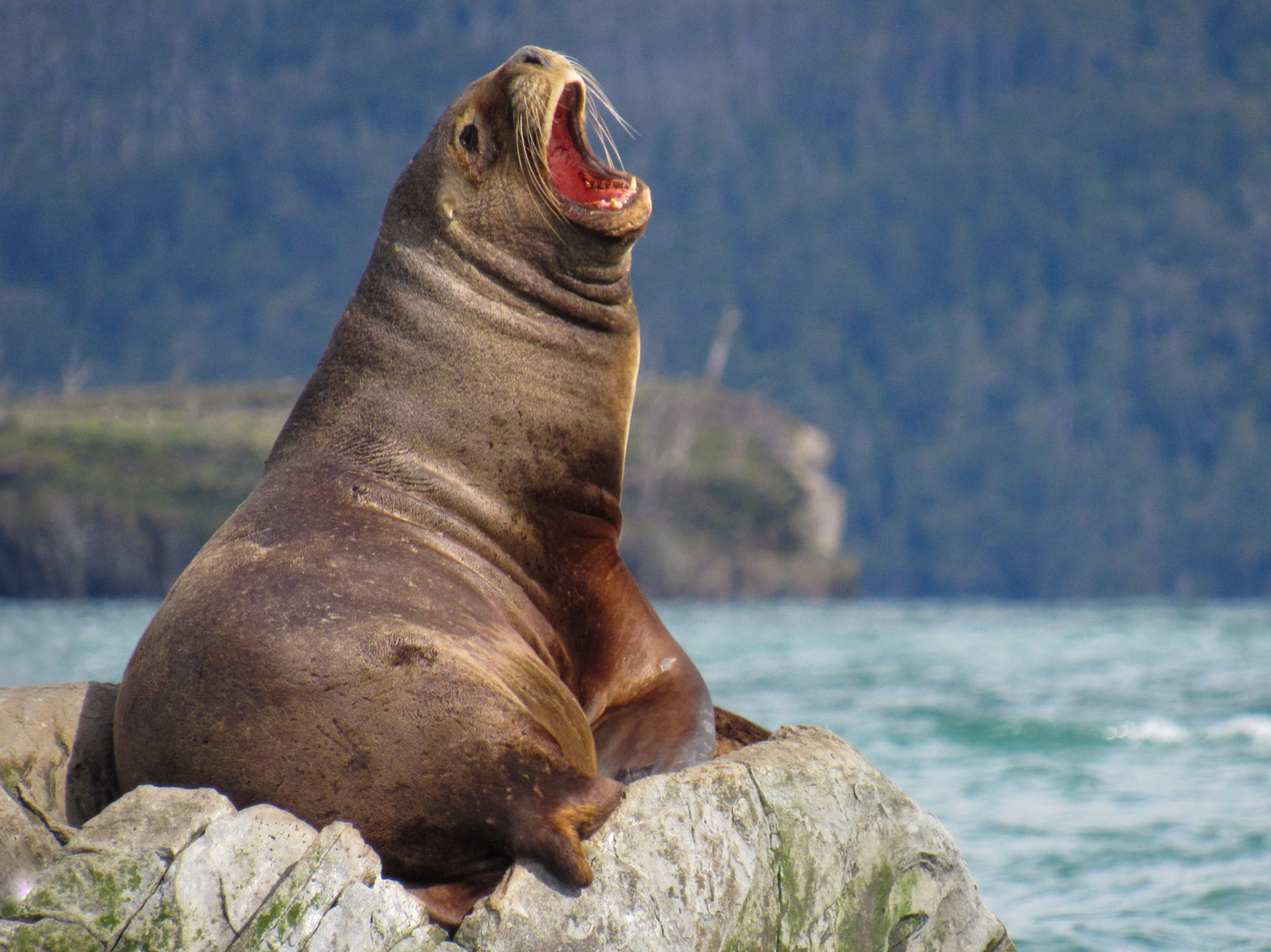 South American Sea Lion, Estrecho de Magallanes
