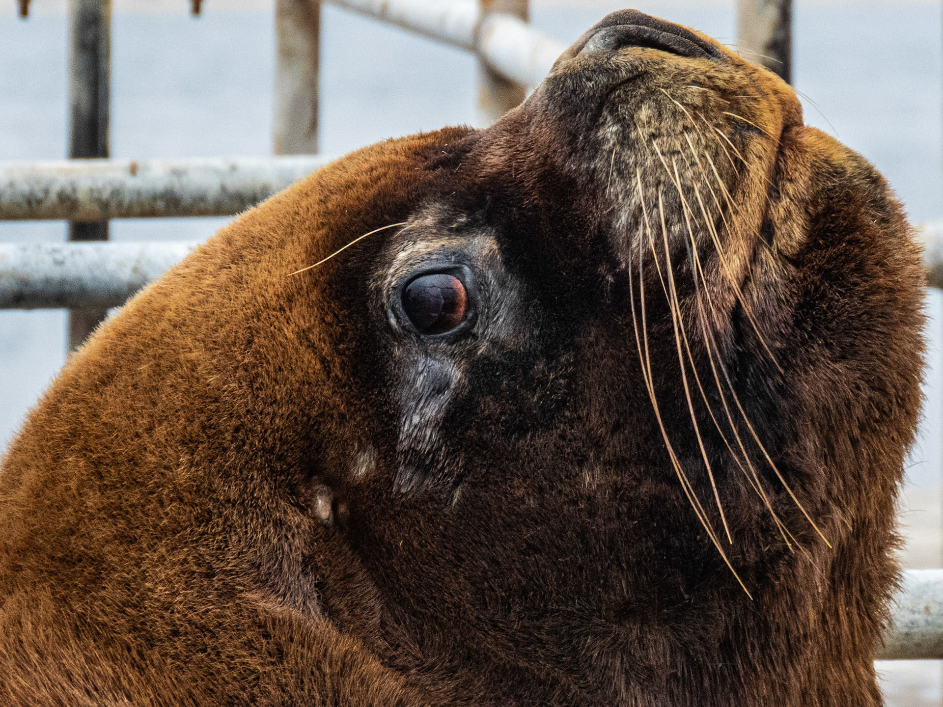 South American Sea Lion, Tongoy