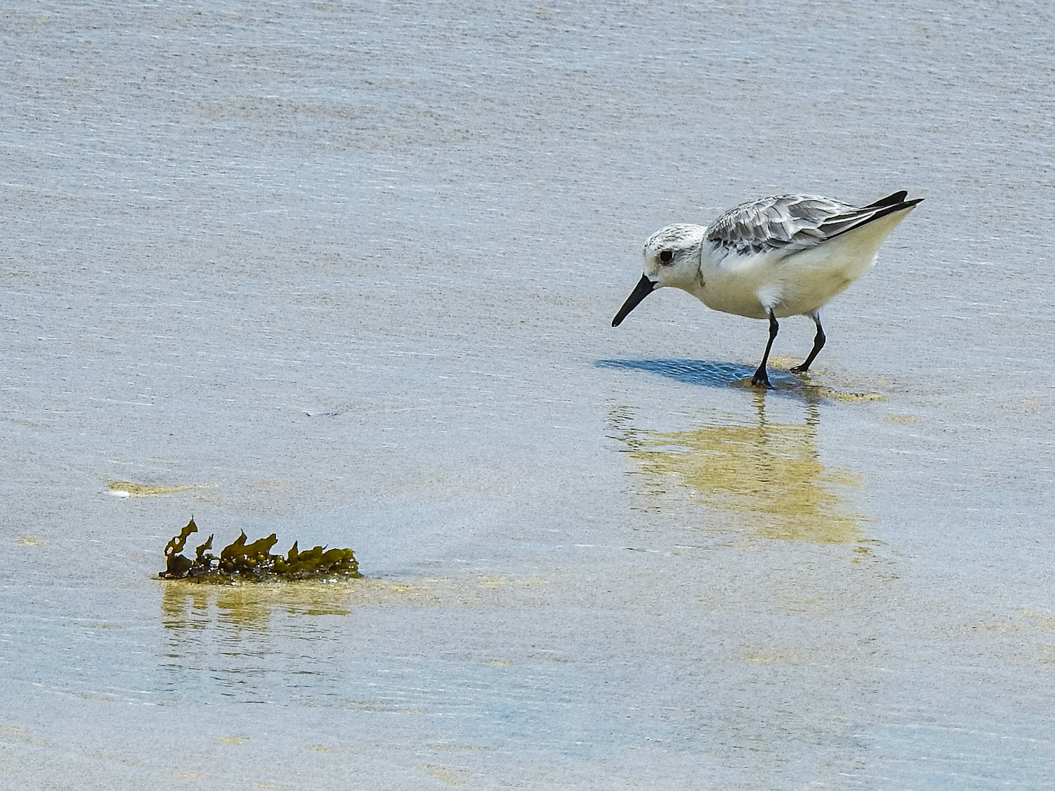 Sanderling, Isla Isabela