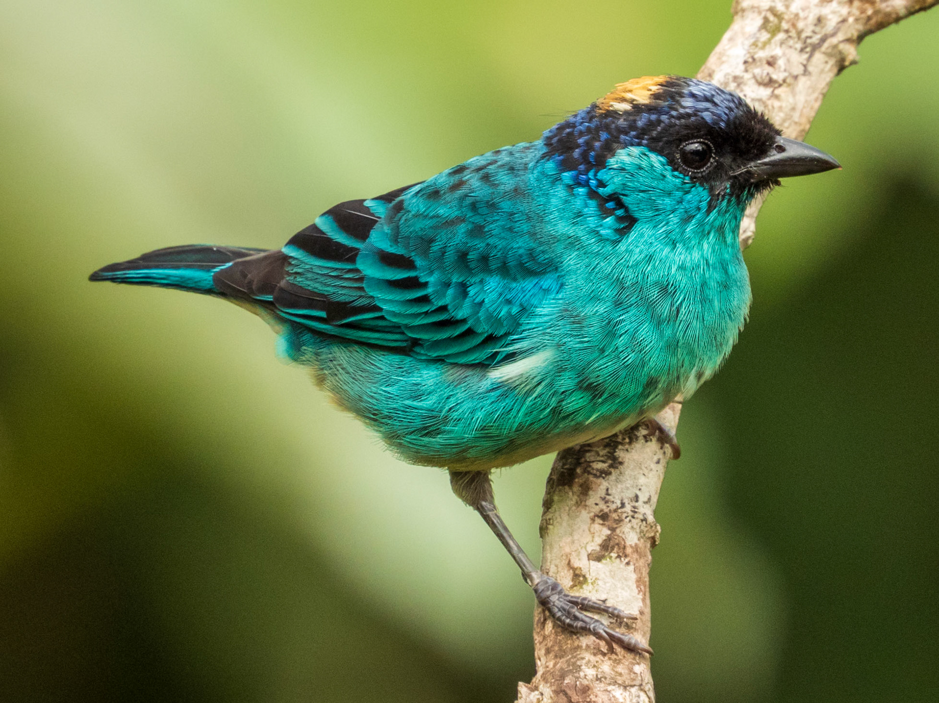 Golden-naped Tanager, San Felipe