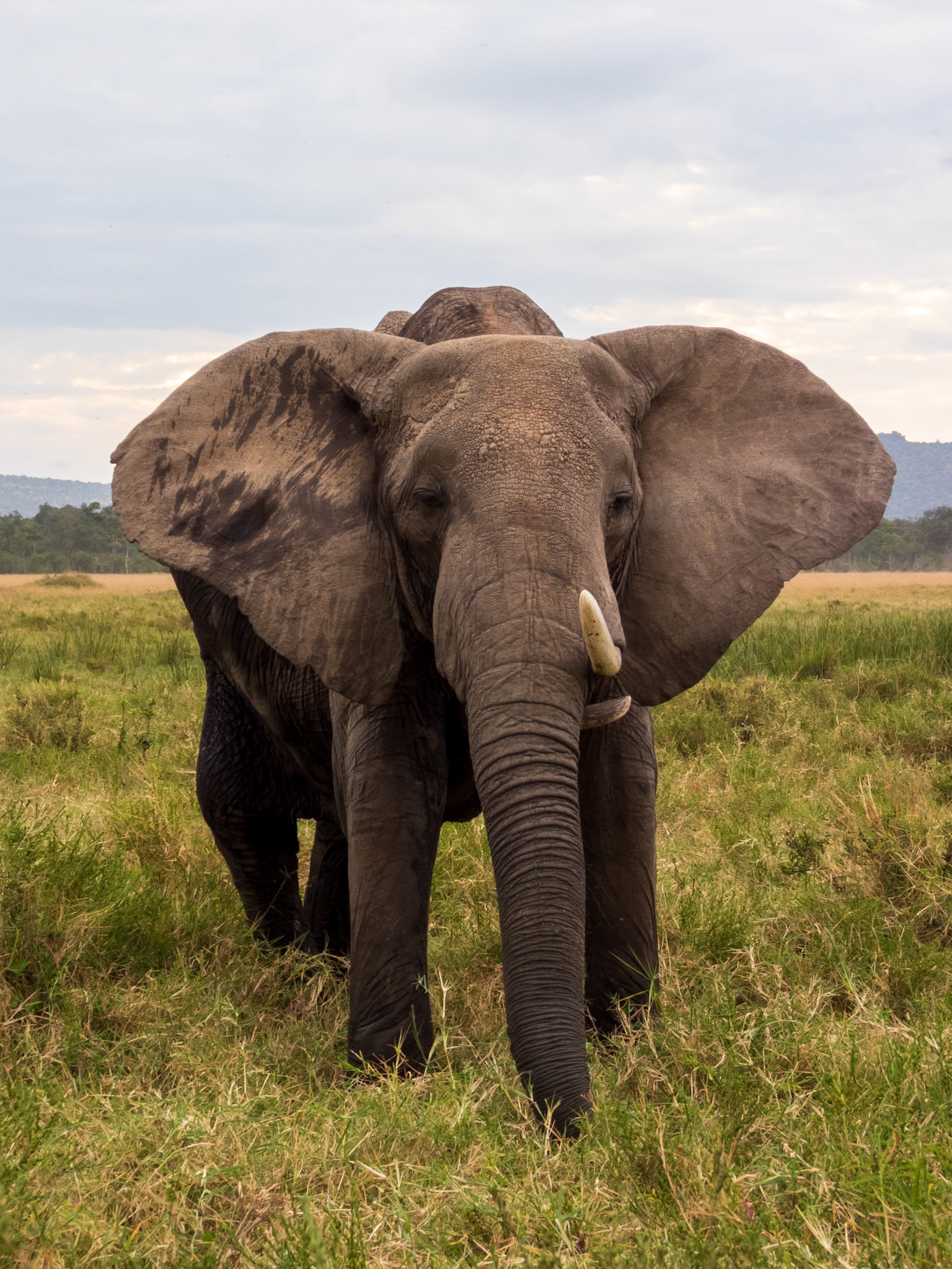 Savanna Elephant, Melting Bush Camp