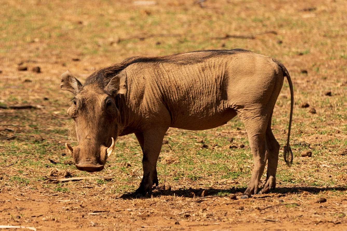 Desert Warthog, Samburu Simba Lodge