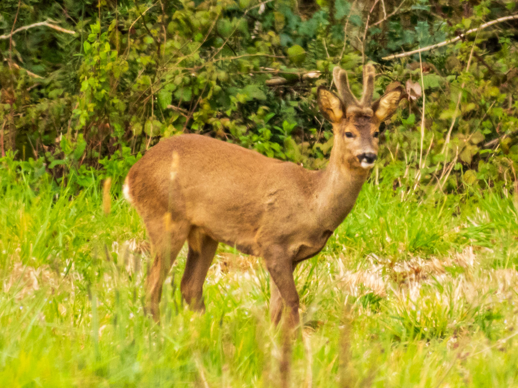 Western Roe Deer, Réserve Naturelle du Marais de Cré-sur-Loir et la Flèche