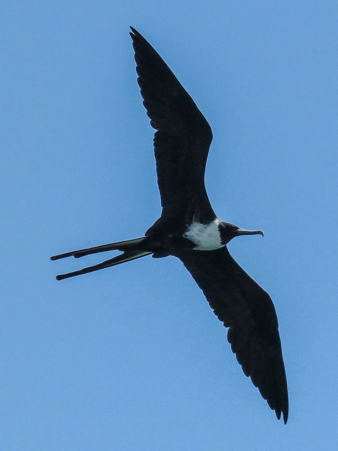 Magnificent Frigatebird, Islas San Blas