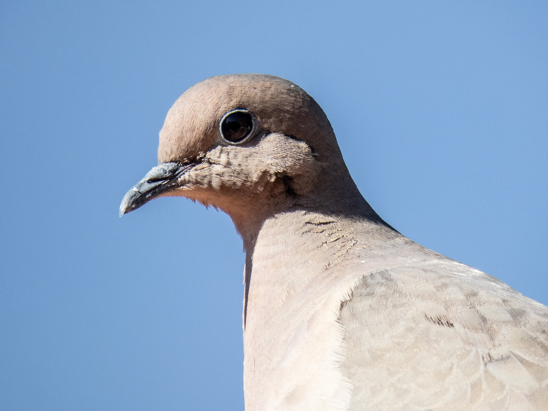 Eared Dove, Cielo Verde