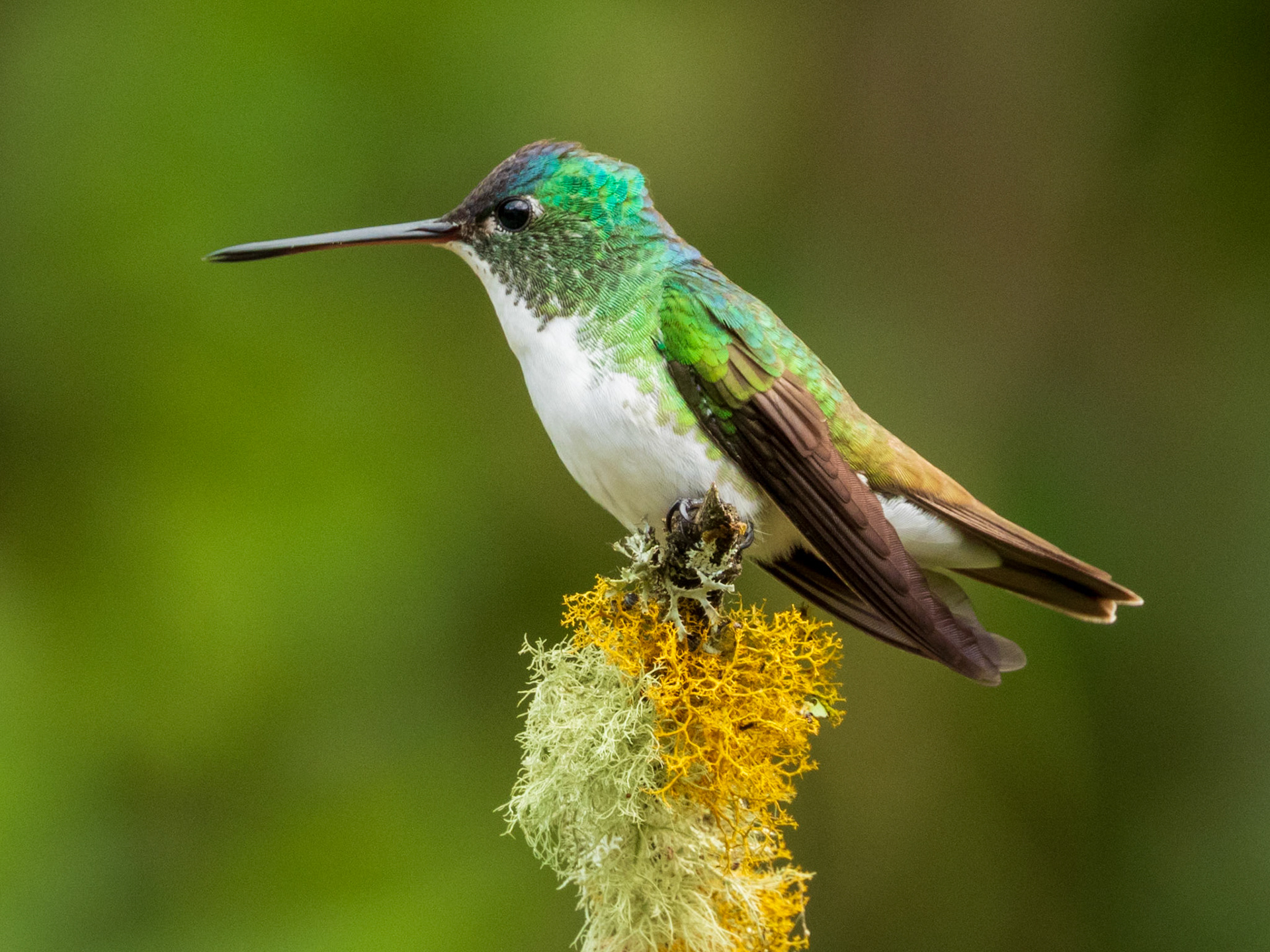 Andean Emerald, El Retorno de los Colibríes