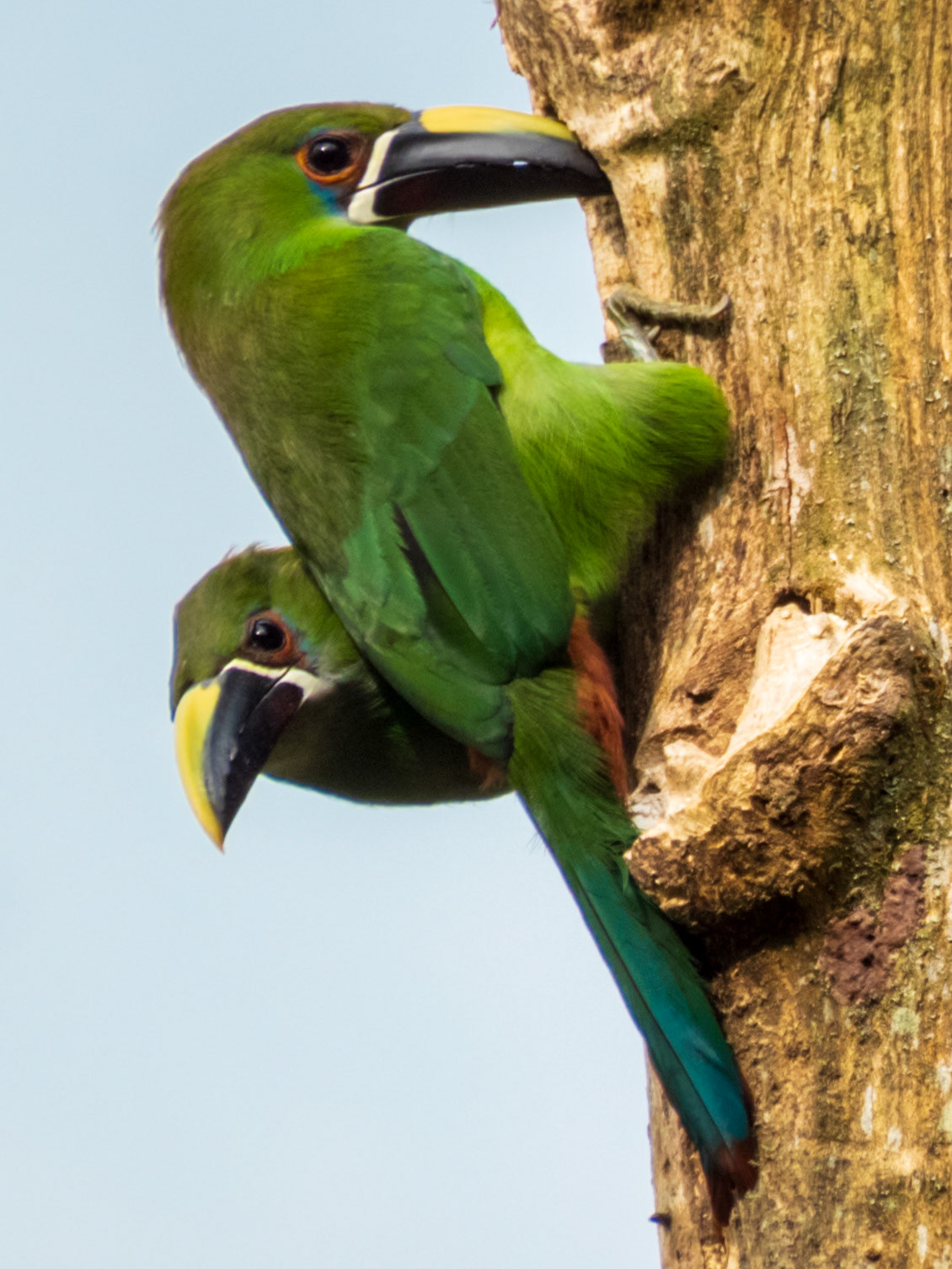 Southern Emerald-Toucanet, La Romera