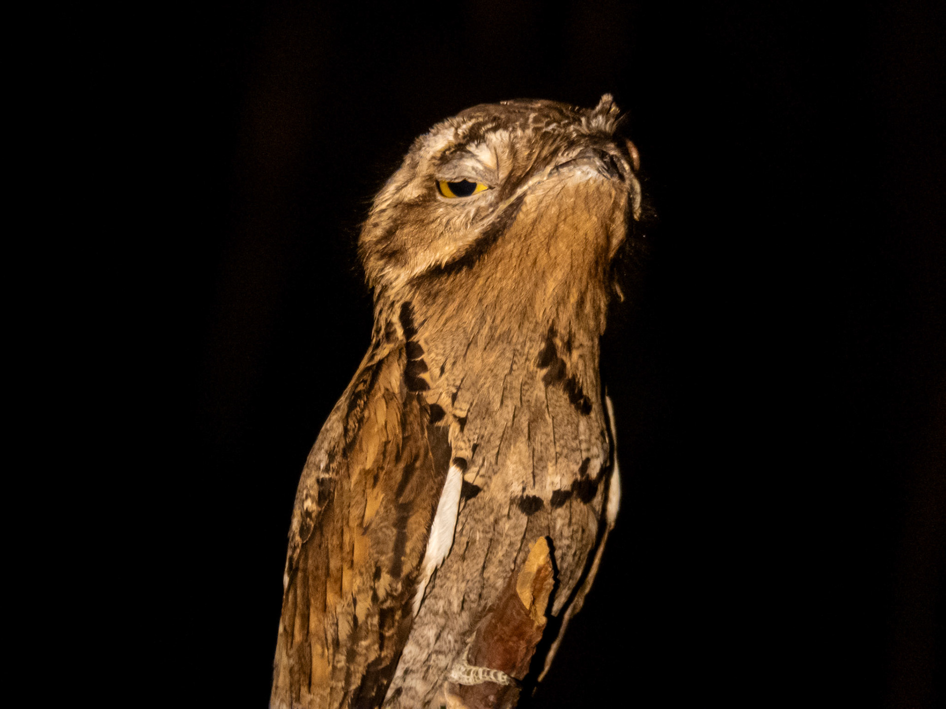 Common Potoo, Baía das Pedras