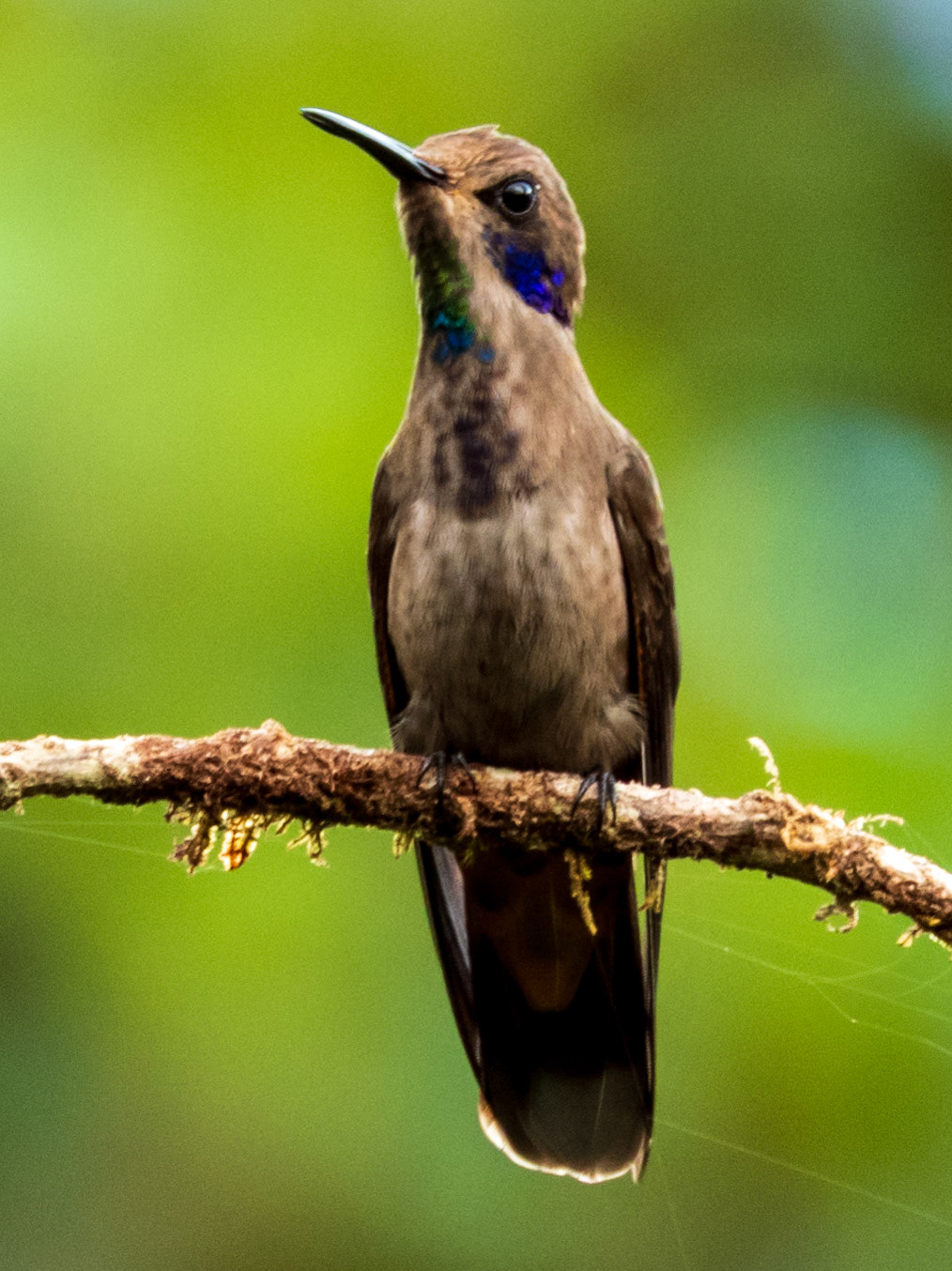Brown Violetear, Bird's Home Mistrató