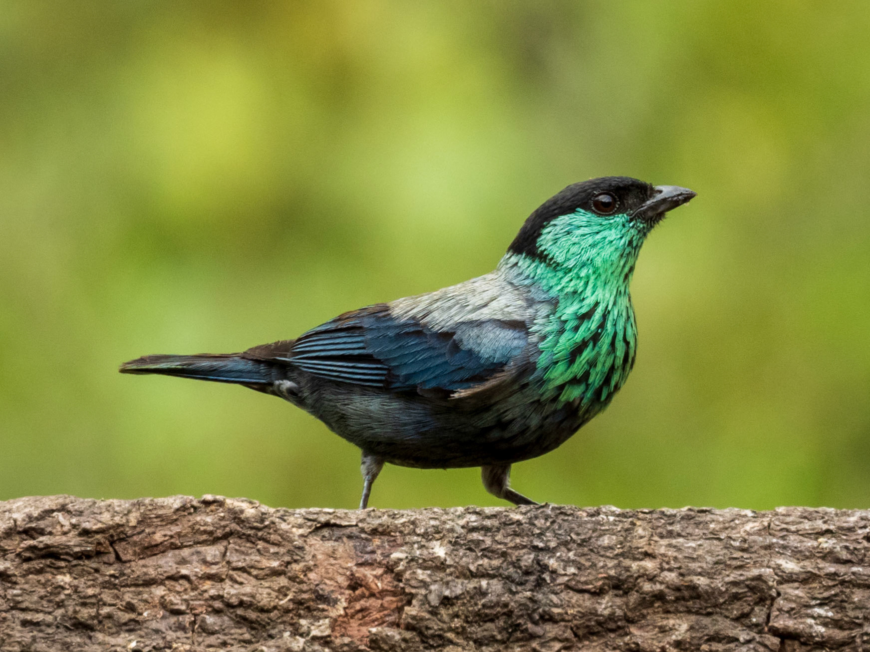 Black-capped Tanager, Demostrativa Don Miguel Reserva Natural