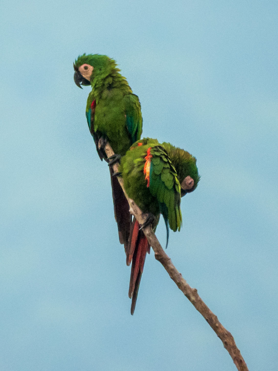 Chestnut-fronted Macaw, Parque Municipal Natural Las Lajas