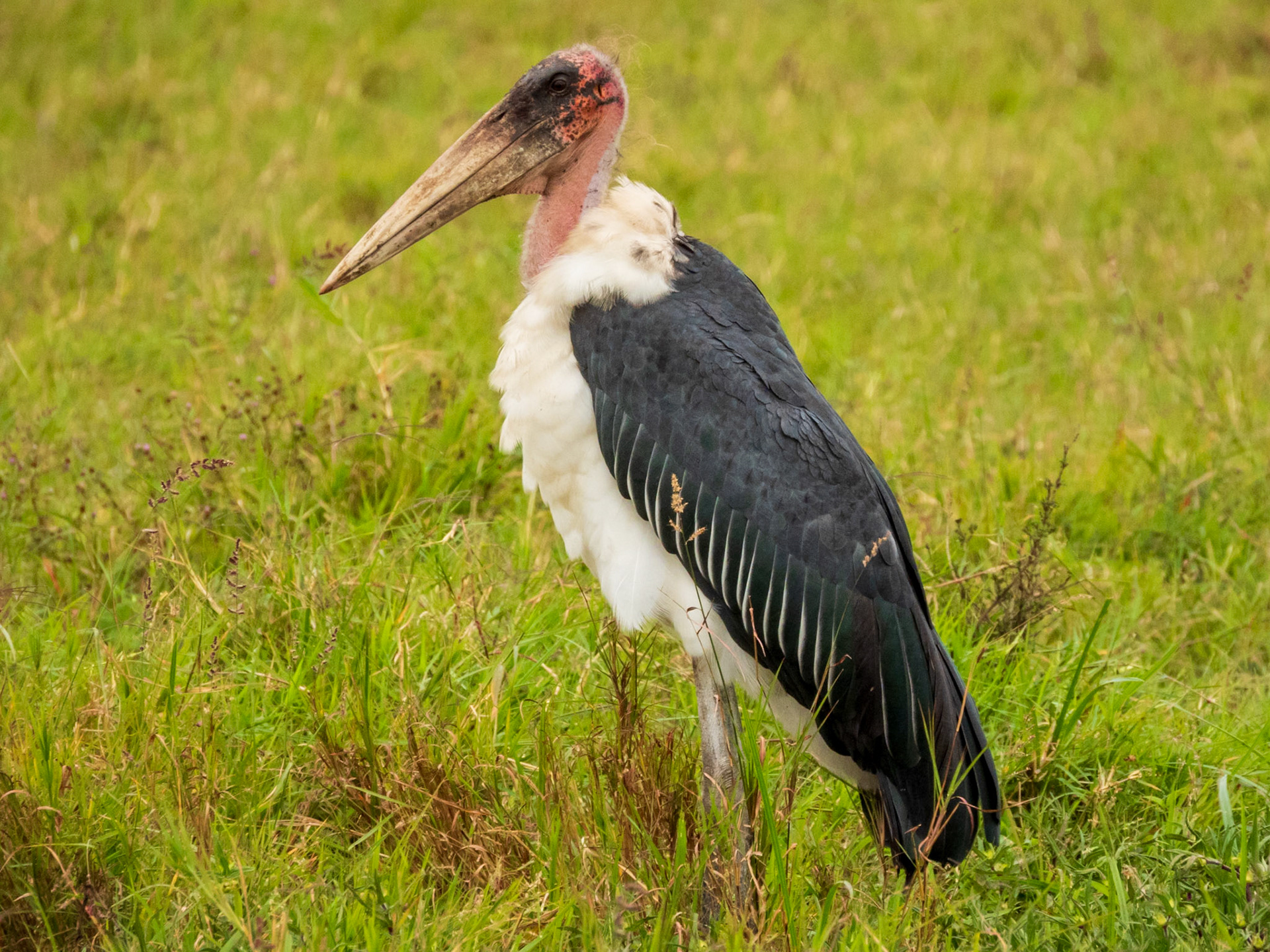 Marabou Stork, Melting Bush Camp