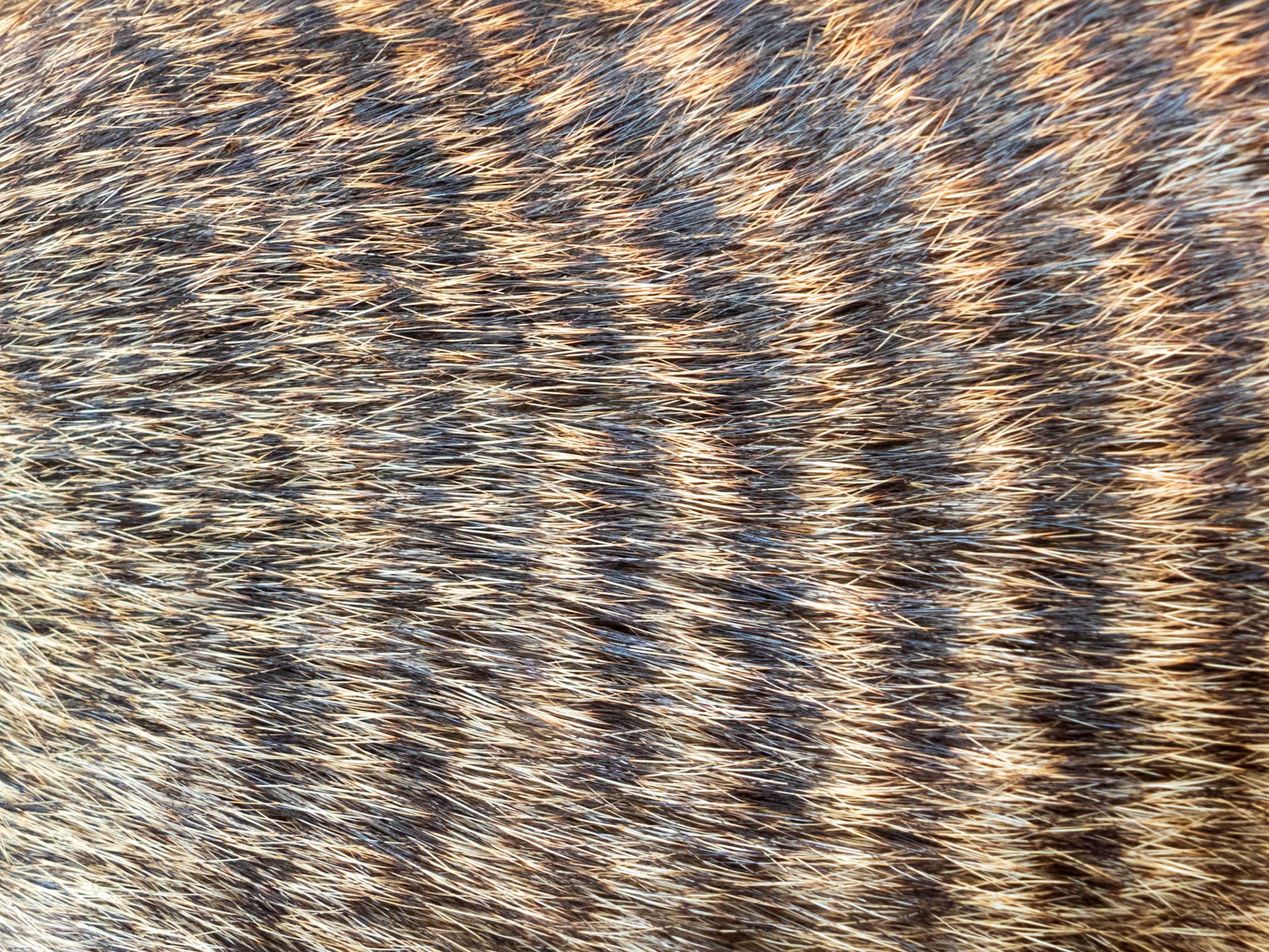 Banded Mongoose, Melting Bush Camp
