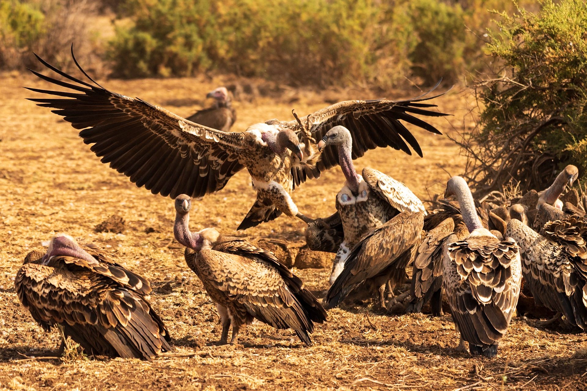 Lappet-faced Vulture, Rüppell's Griffon, White-backed Vulture, Samburu Simba Lodge