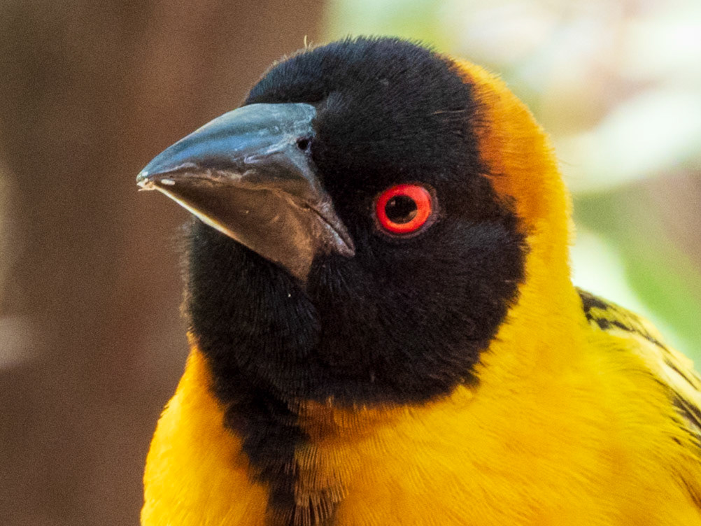 Village Weaver, Tumbili Cliff Lodge