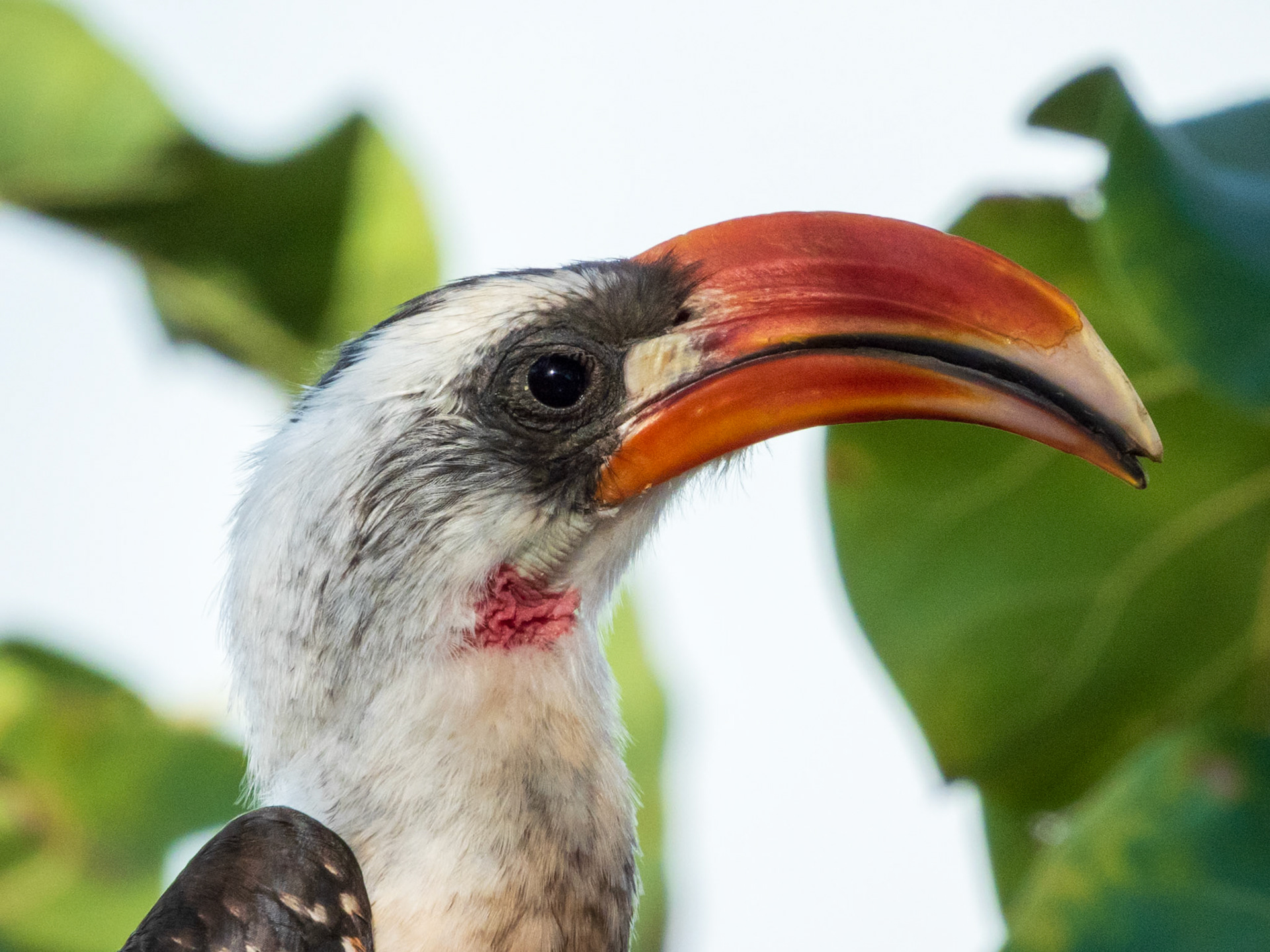 Jackson's Hornbill, Tumbili Cliff Lodge