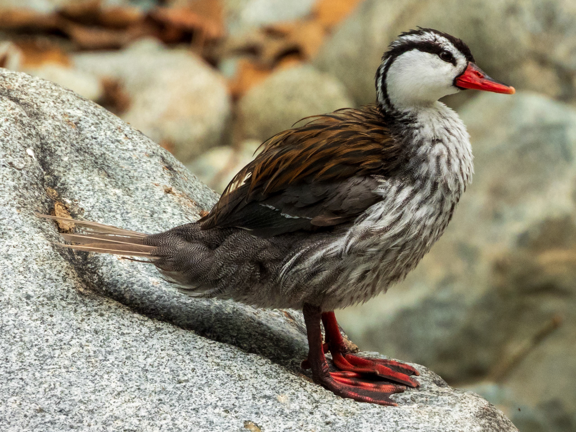 Torrent Duck, Reserva Forestal Natural de Río Guadalajara de Buga