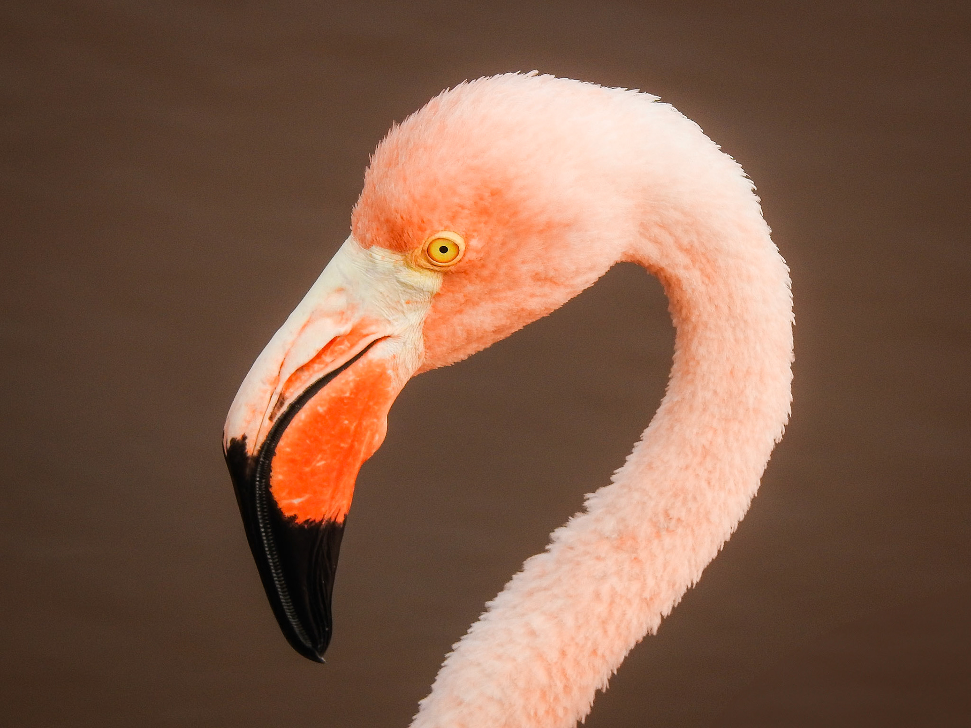 American Flamingo, Isla Isabela