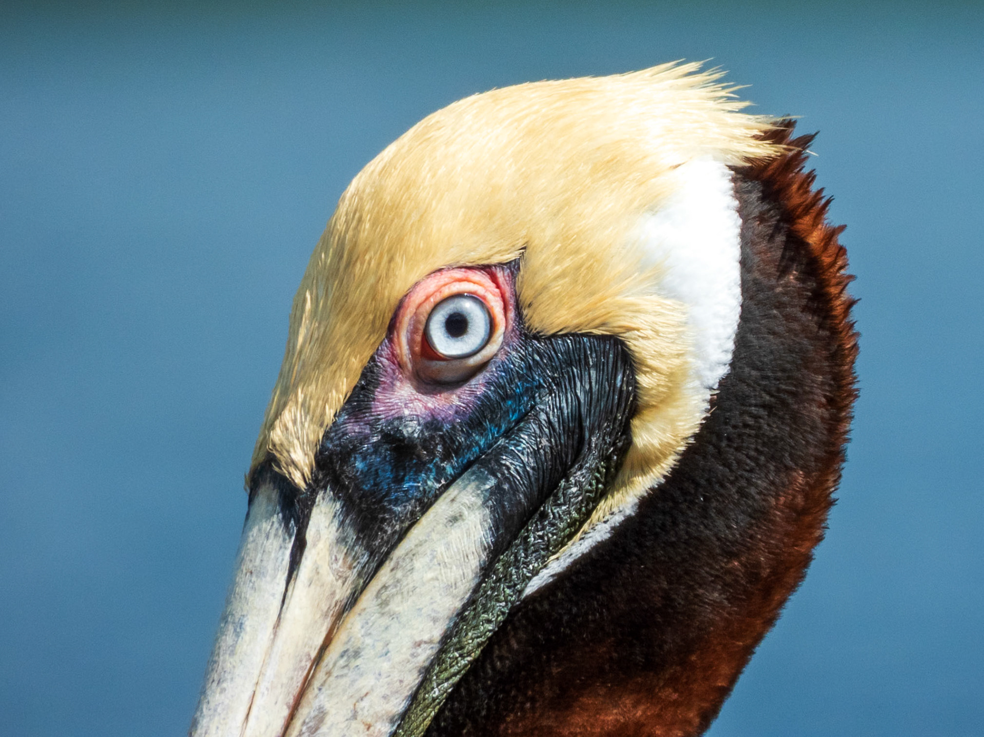 Brown Pelican, Lago Gatún