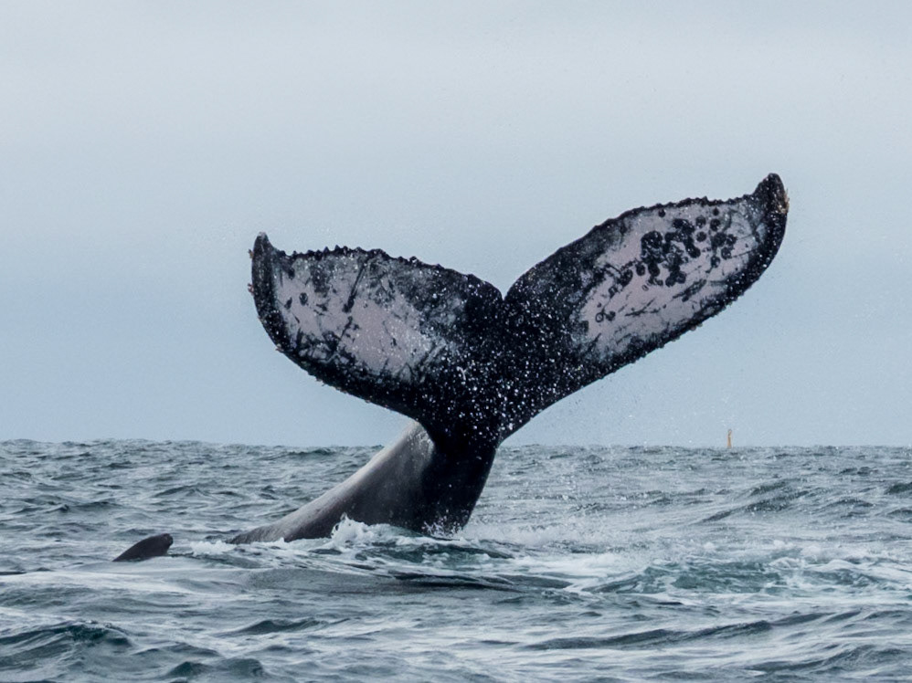 Humpback Whale, Jardín Botánico del Pacífico
