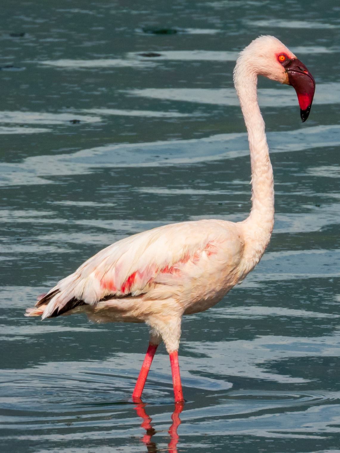 Lesser Flamingo, Tumbili Cliff Lodge