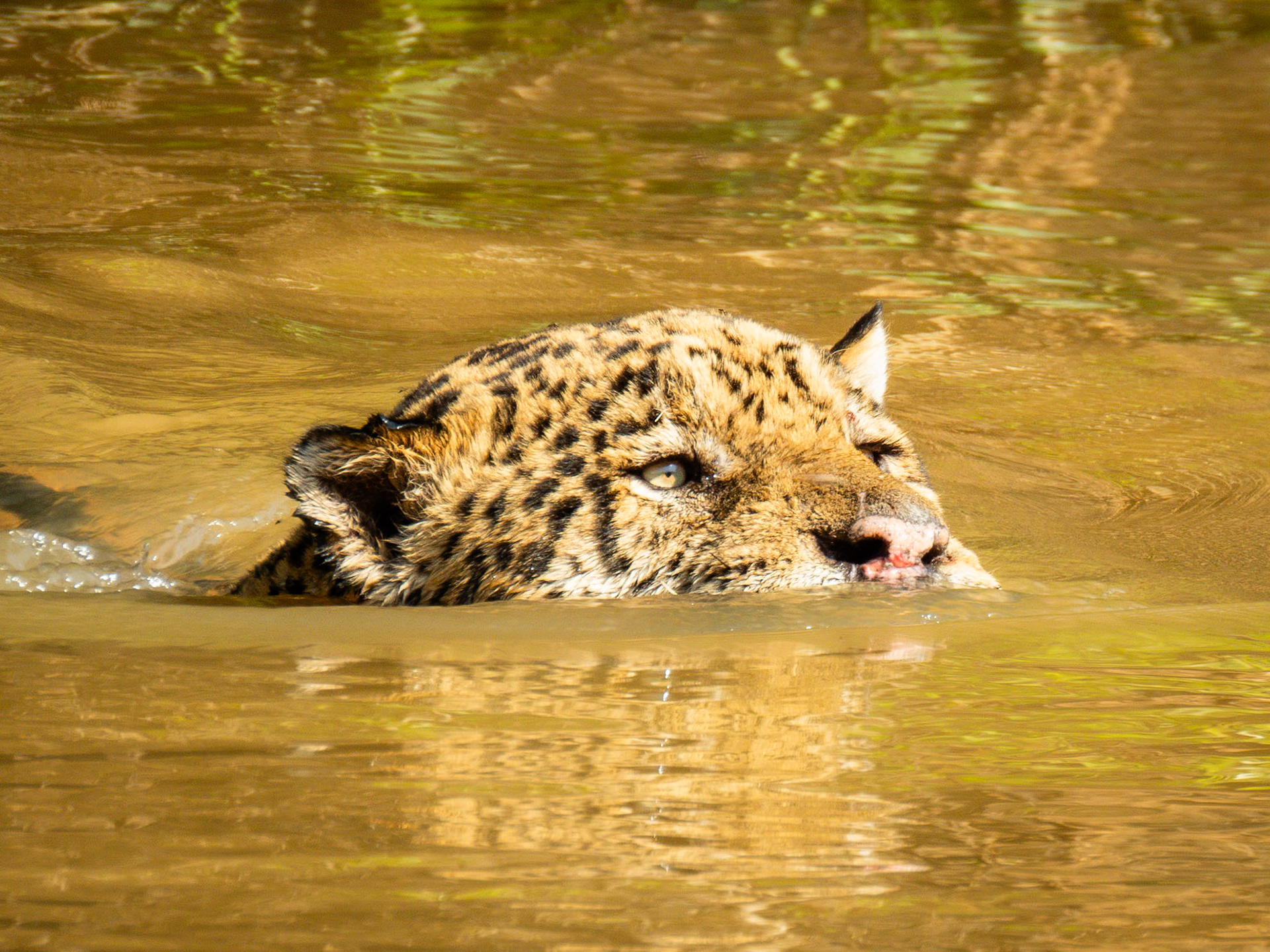 Jaguar, Porto Jofre