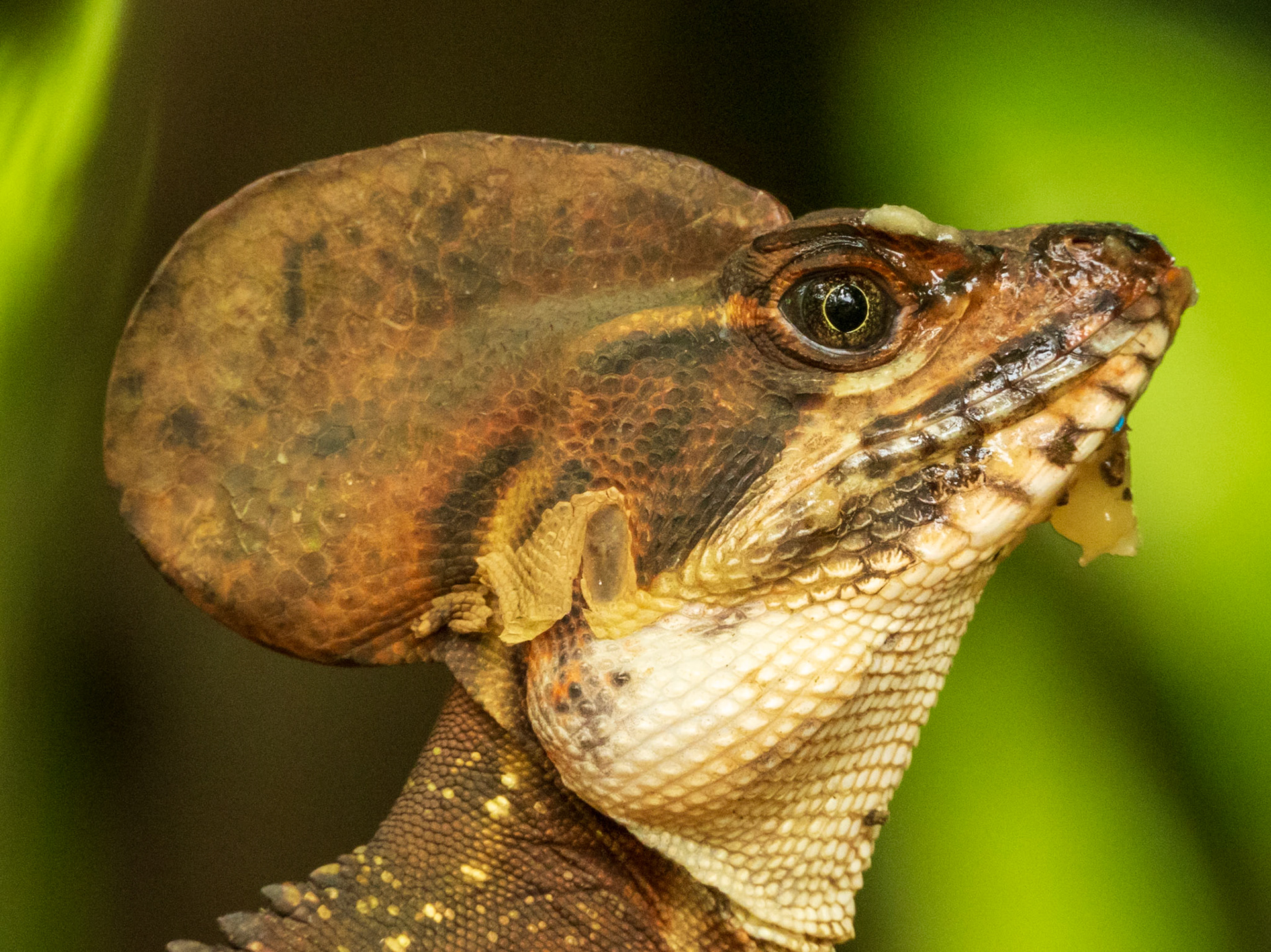 Western Basilisk, El Almejal Ecolodge