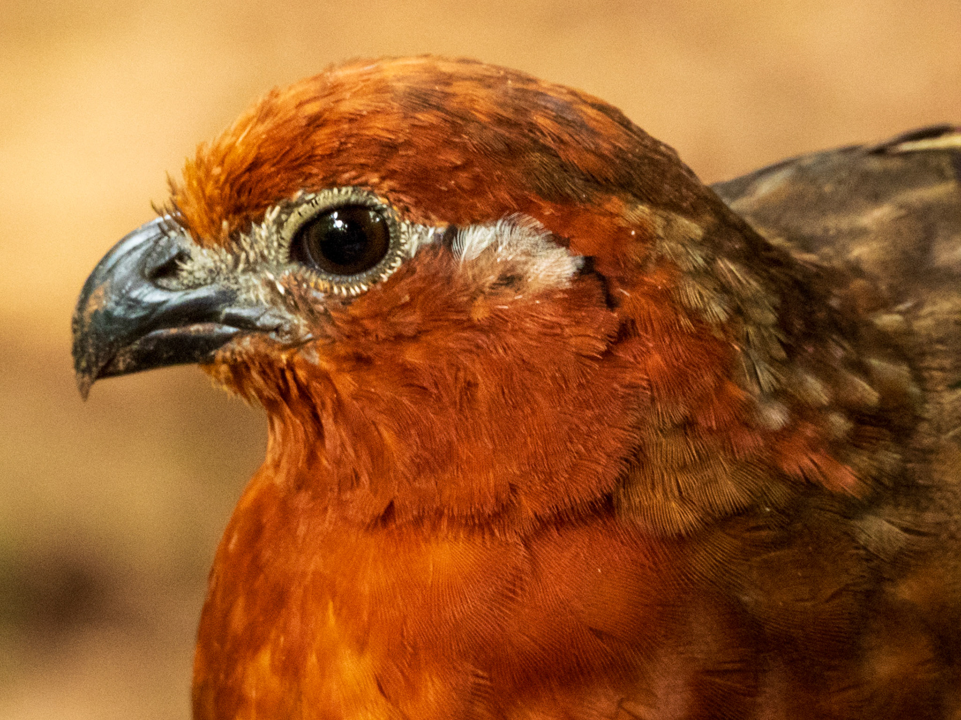 Chestnut Wood-Quail, San Felipe
