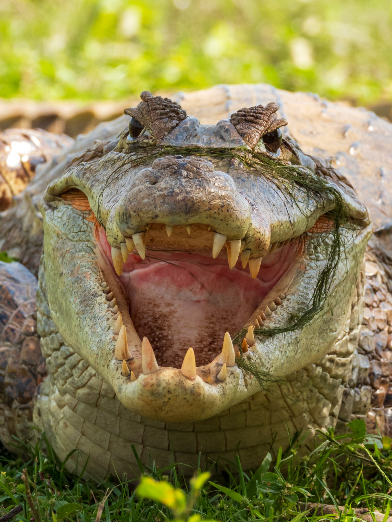 Spectacled Caiman, Hato la Aurora