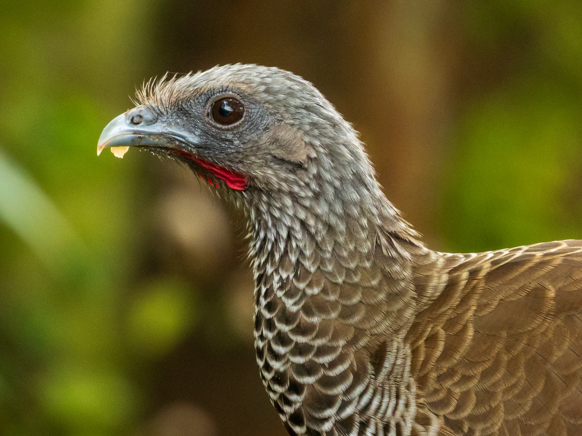 Colombian Chachalaca, San Felipe