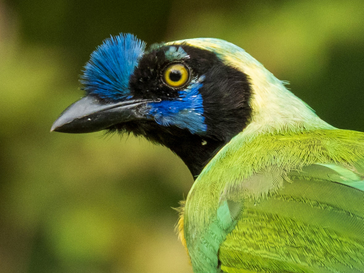 Green Jay, Reserva Forestal Natural de Río Guadalajara de Buga