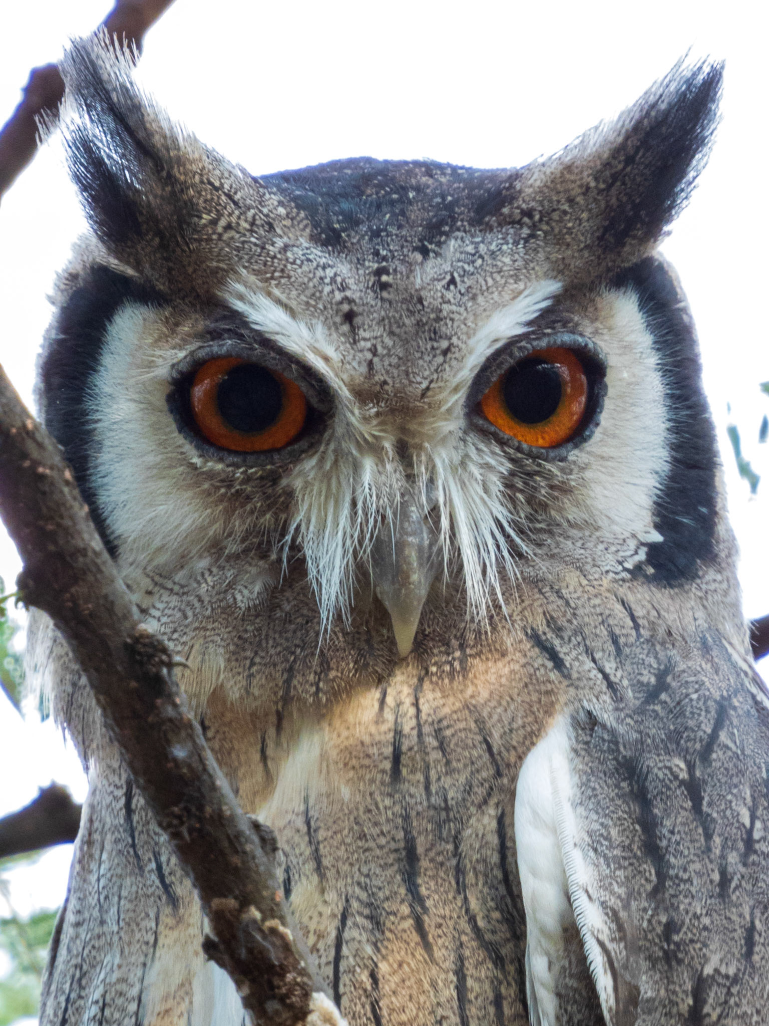 Northern White-faced Owl, Tumbili Cliff Lodge