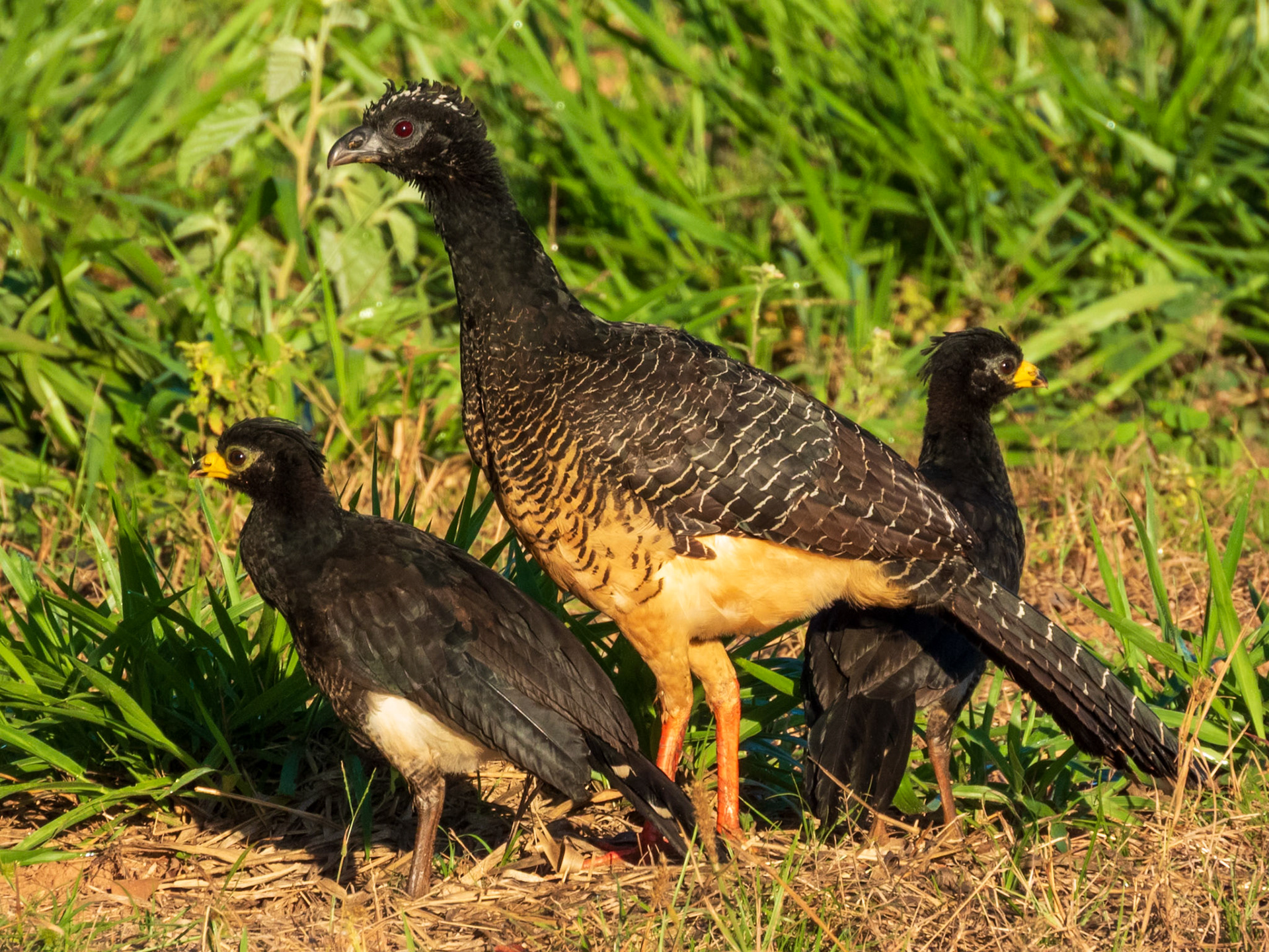 Bare-faced Curassow, Parque Municipal do Pombo