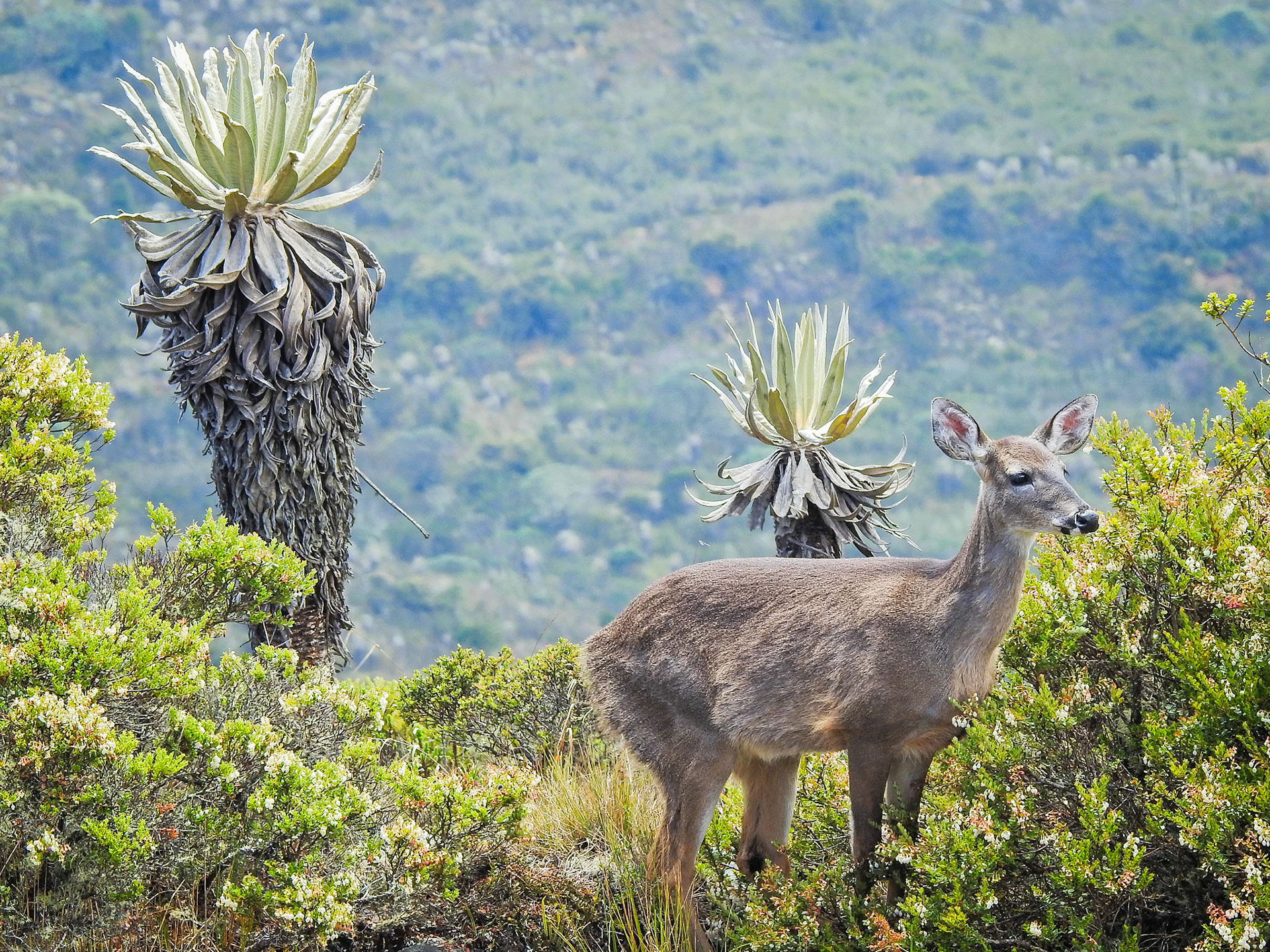 White-tailed Deer, Parque Nacional Chingaza
