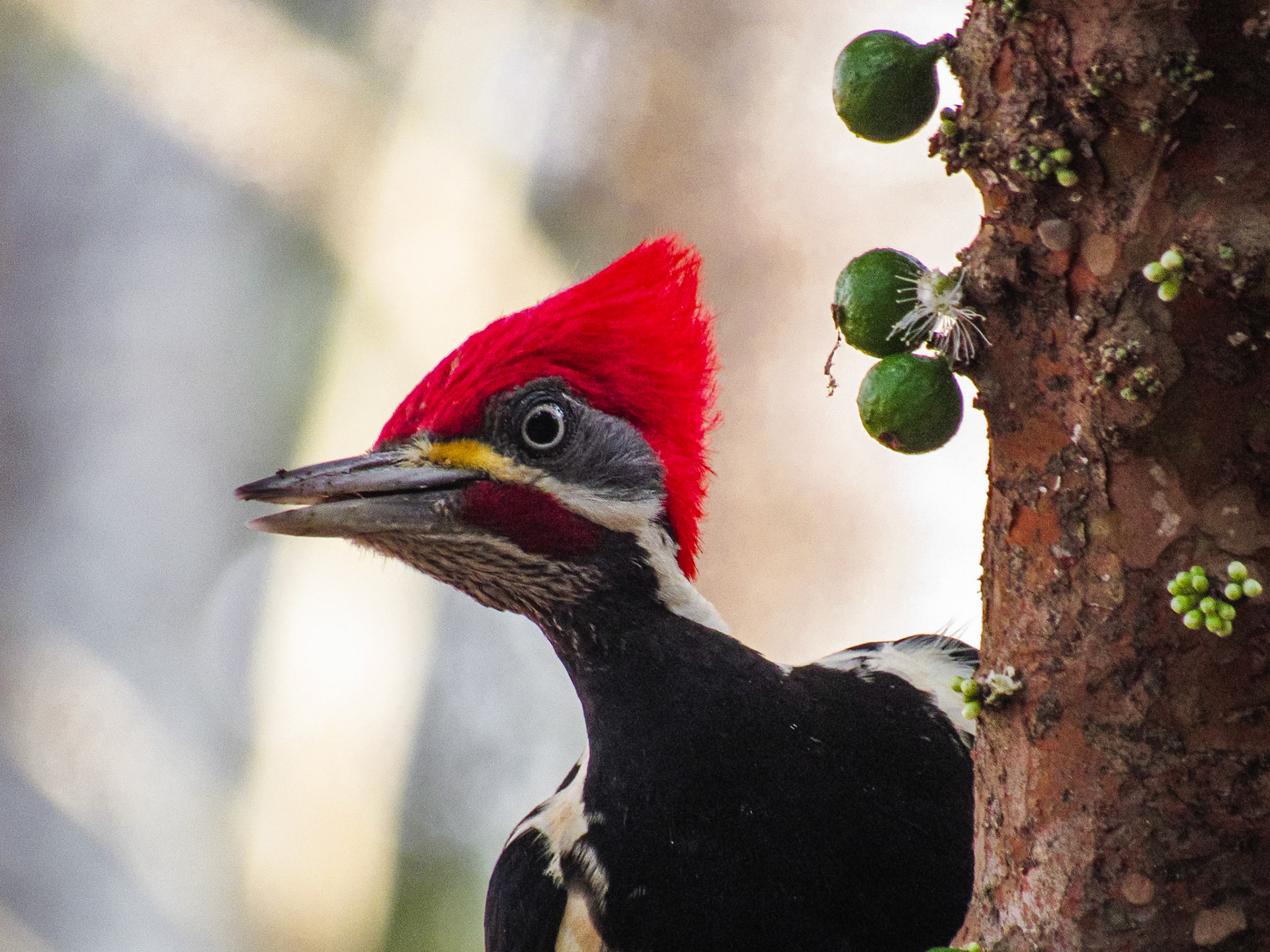 Lineated Woodpecker, Buraco das Araras