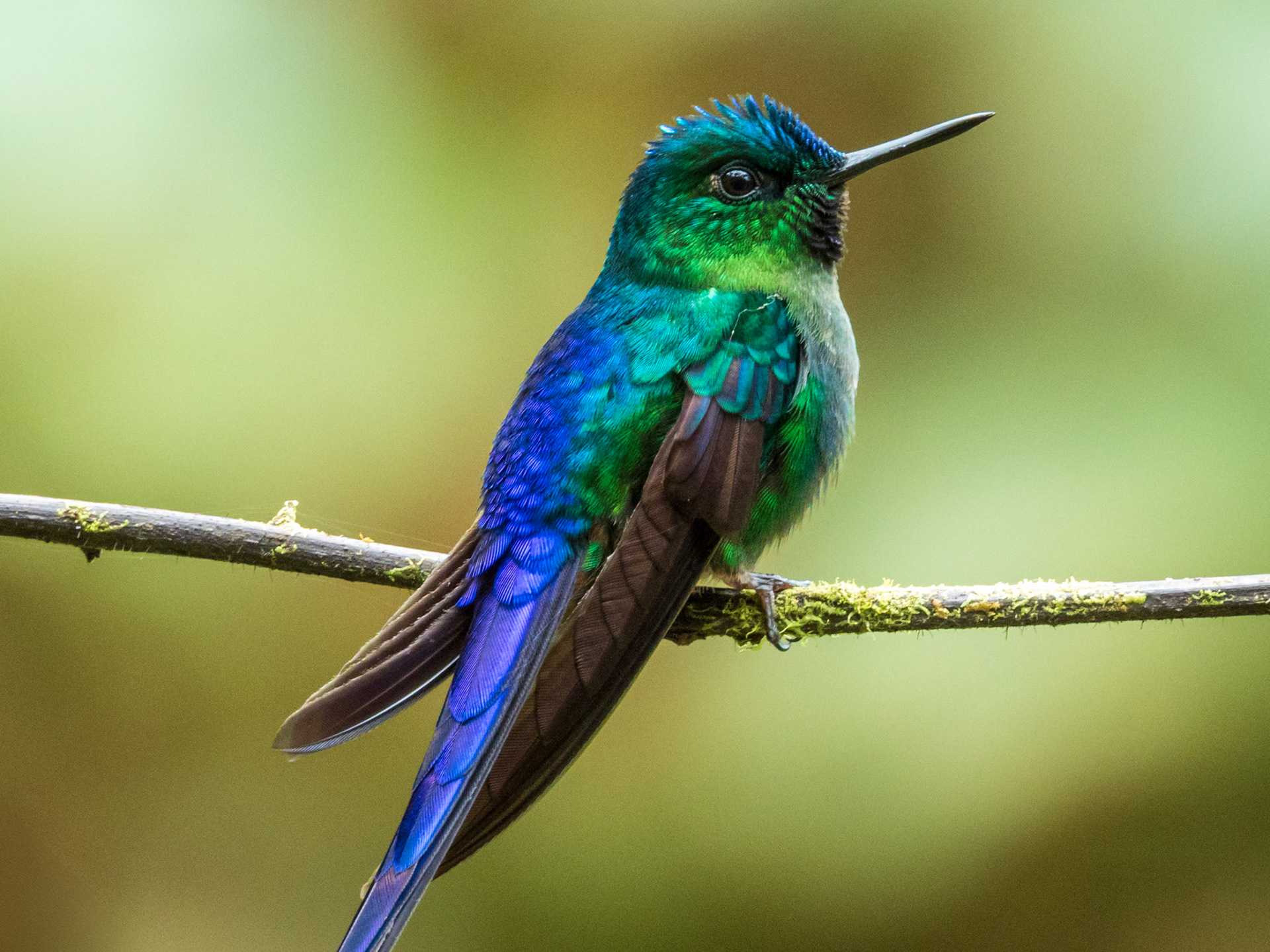 Violet-tailed Sylph, Parque Nacional Natural Tatamá
