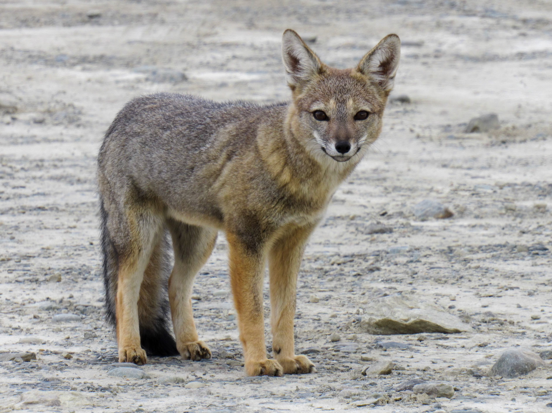 Chilla, Estancia El Cóndor