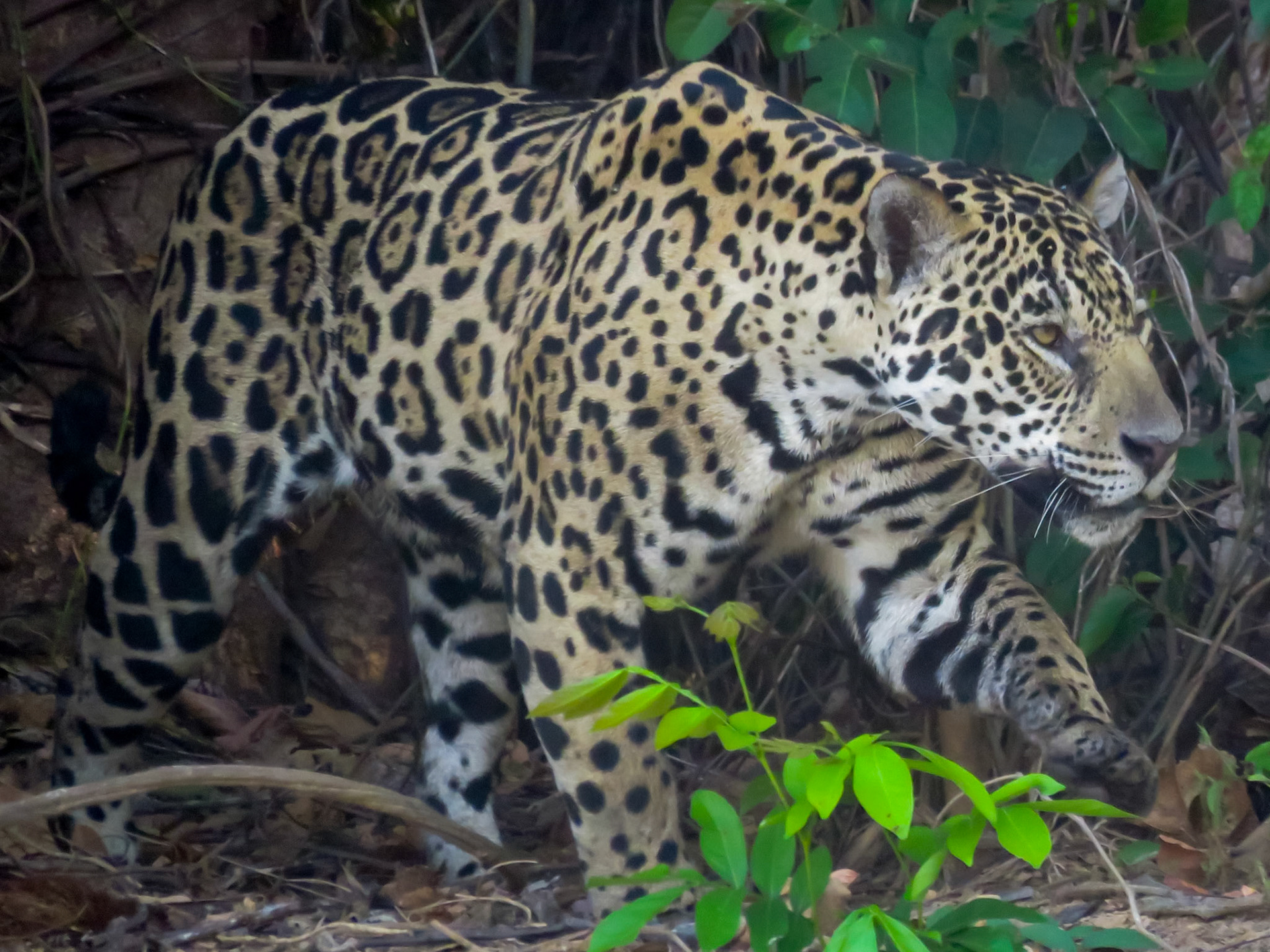 Jaguar, Porto Jofre