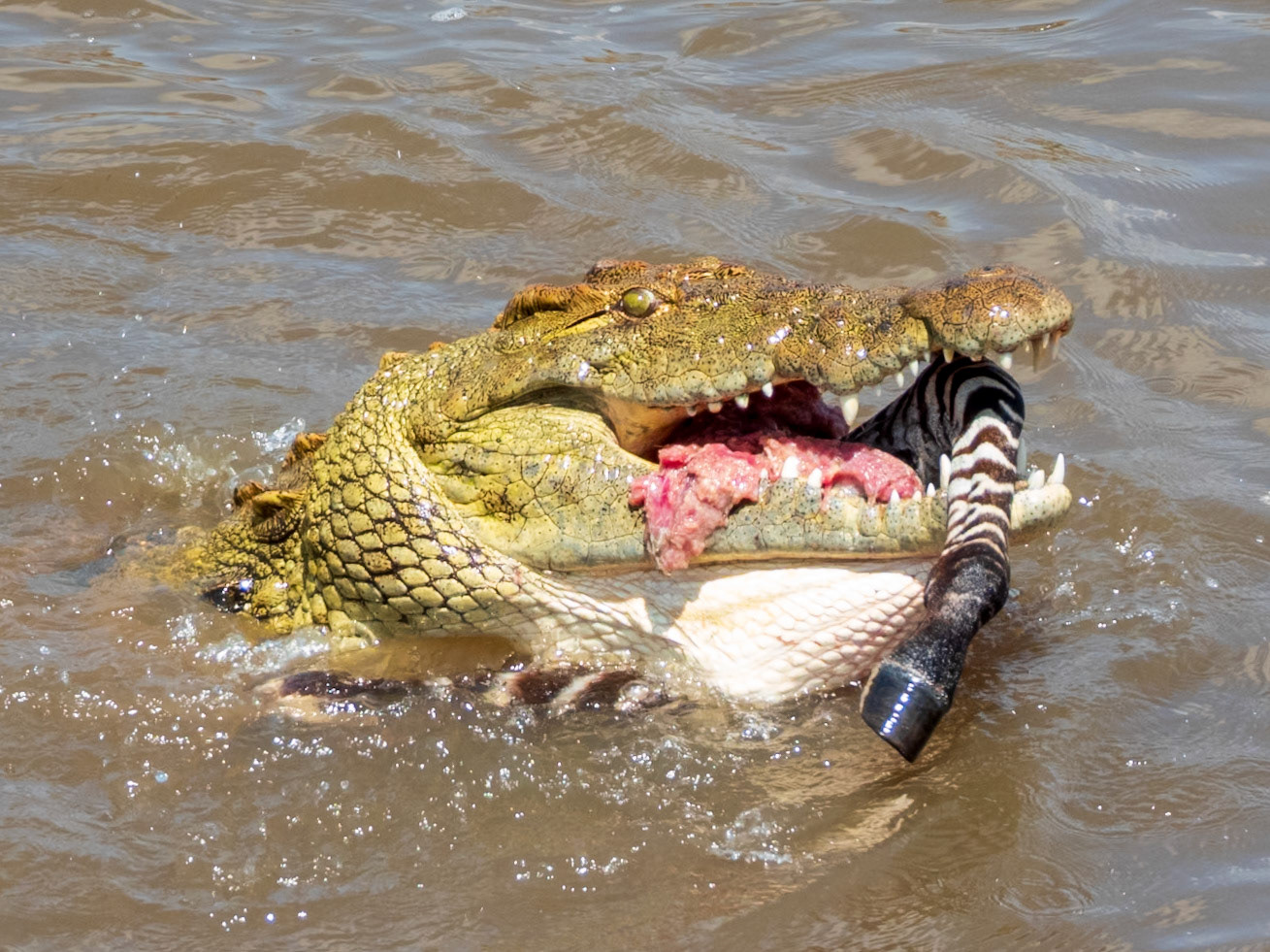 Nile Crocodile, Melting Bush Camp