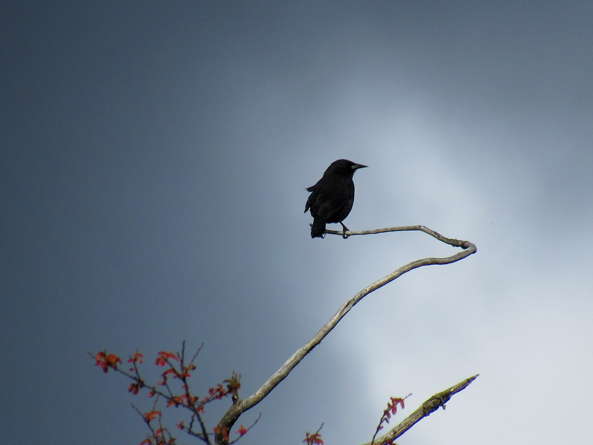 Austral Blackbird, Cochrane