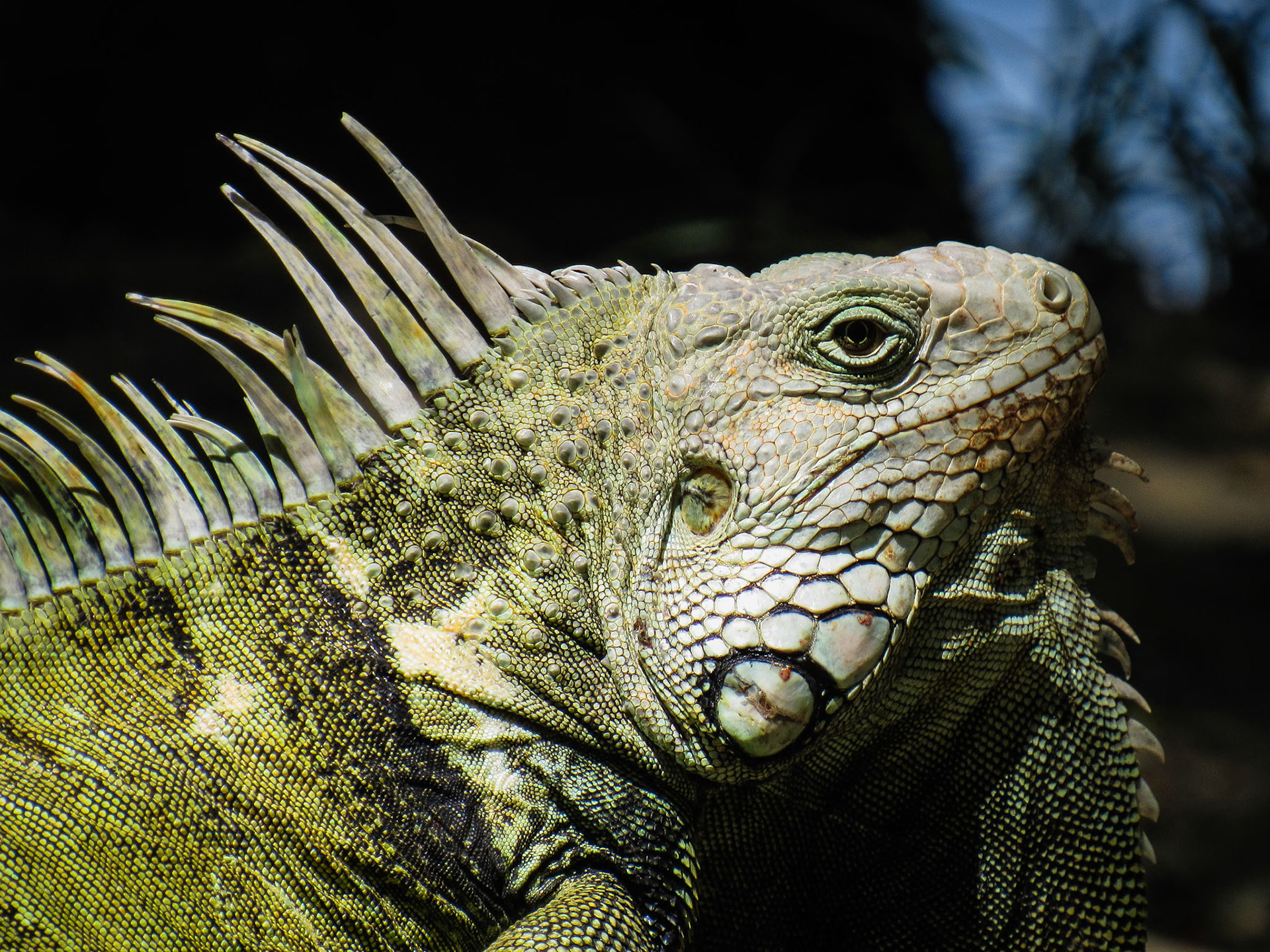 Green Iguana, Neiva