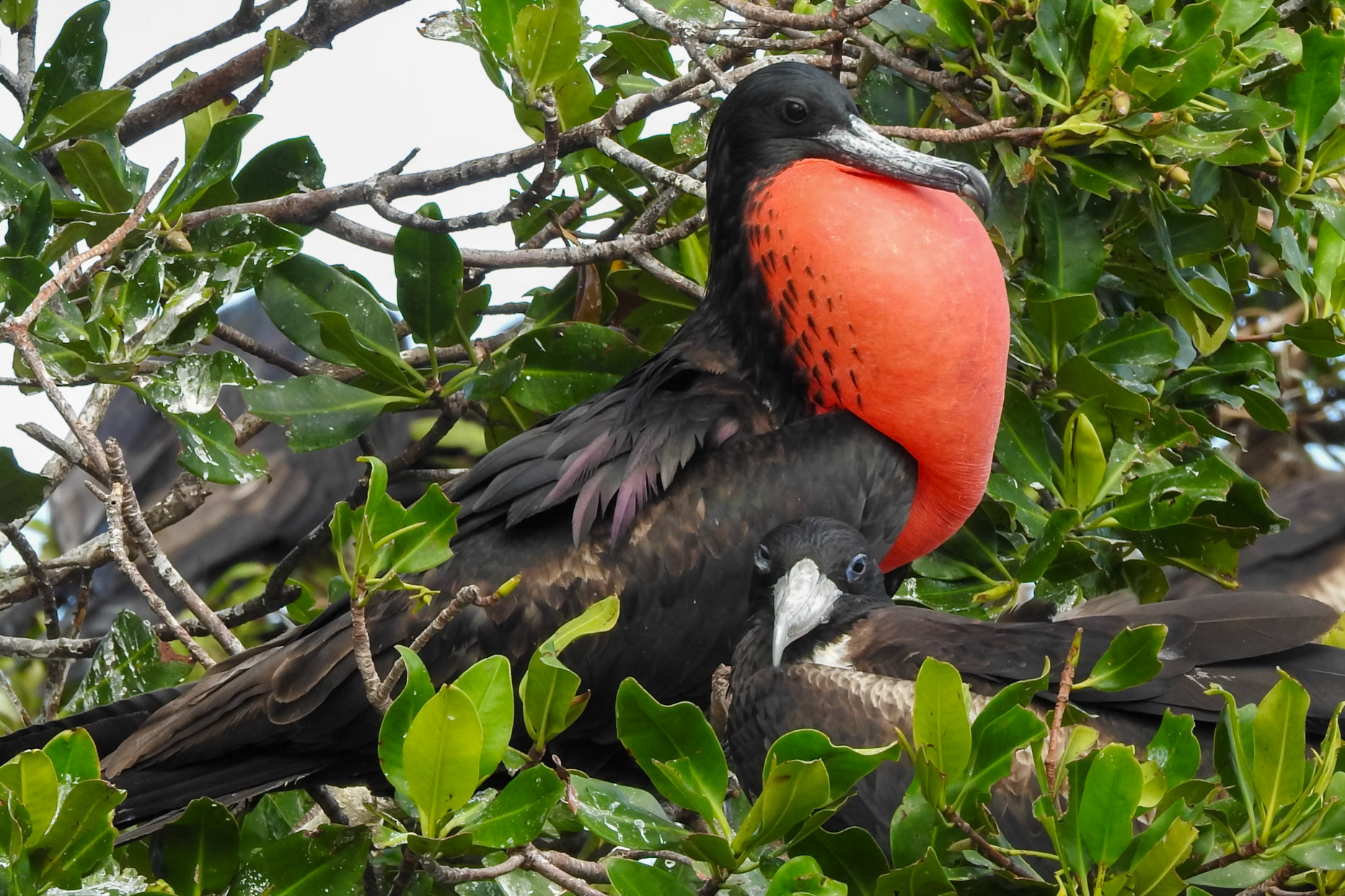Magnificent Frigatebird, South Water Caye